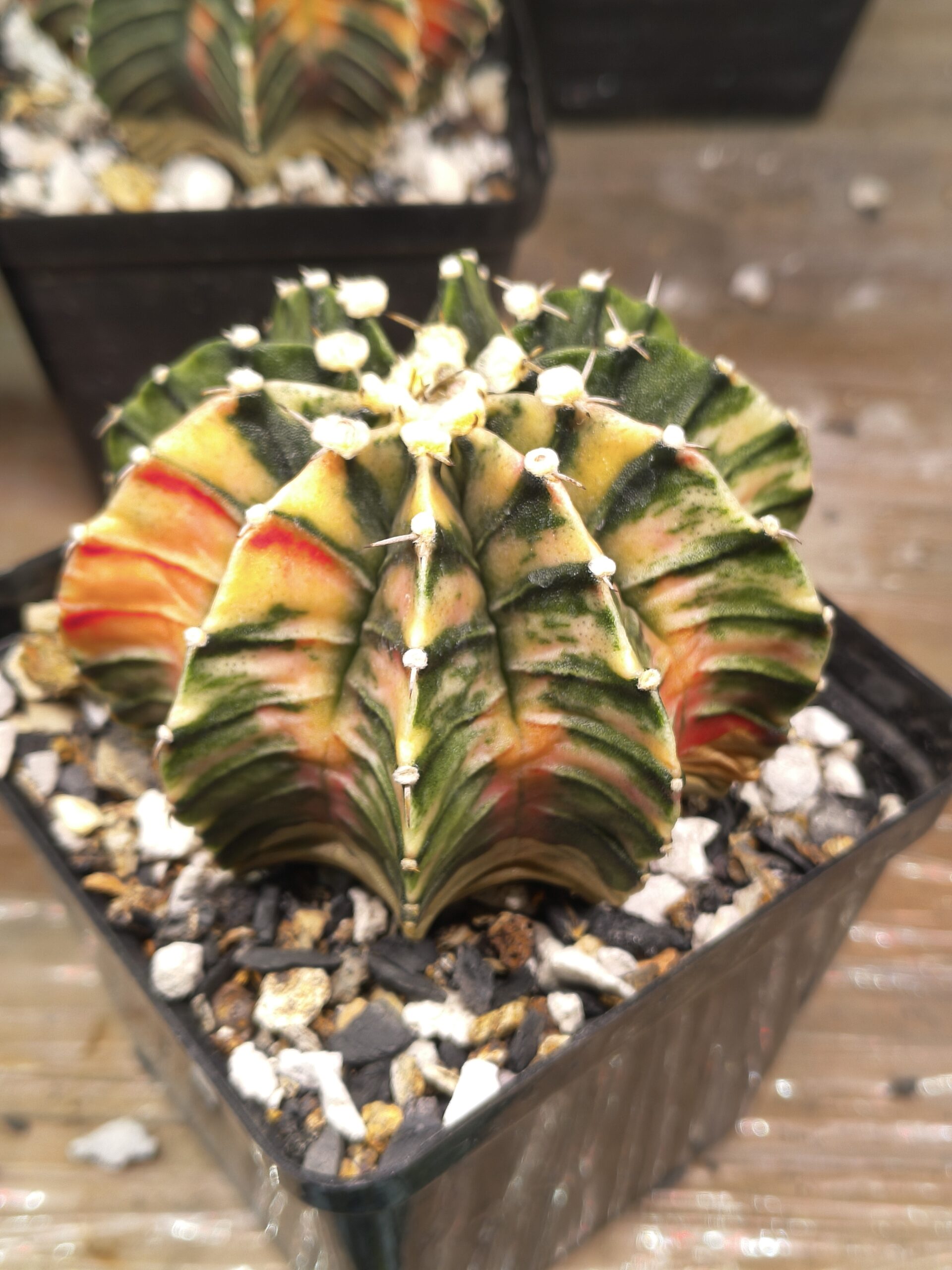 variegated Gymnocalycium - Image 2