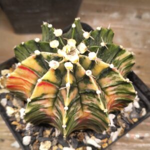variegated Gymnocalycium