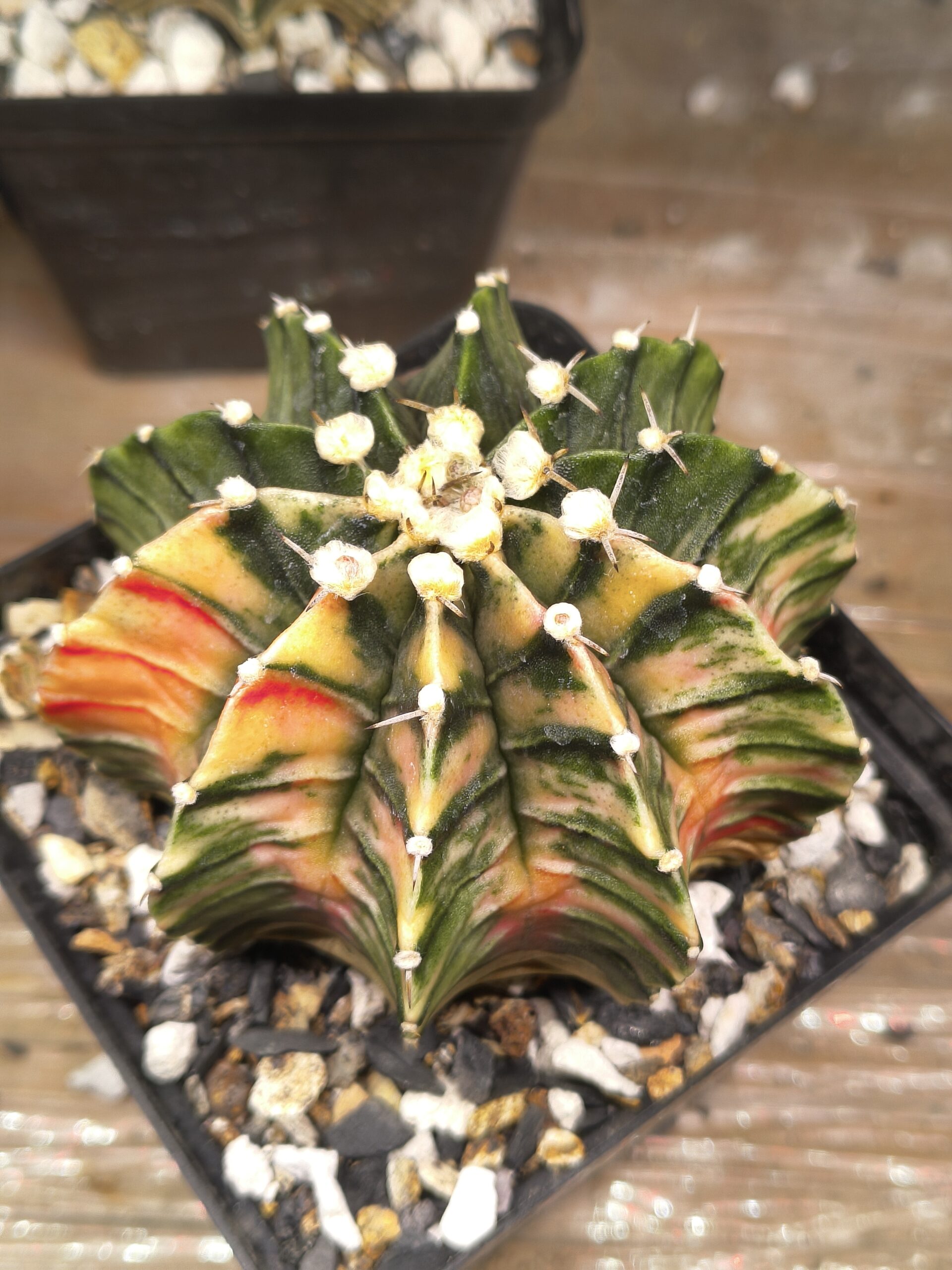variegated Gymnocalycium