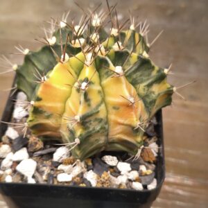 variegated Gymnocalycium mihanovichii
