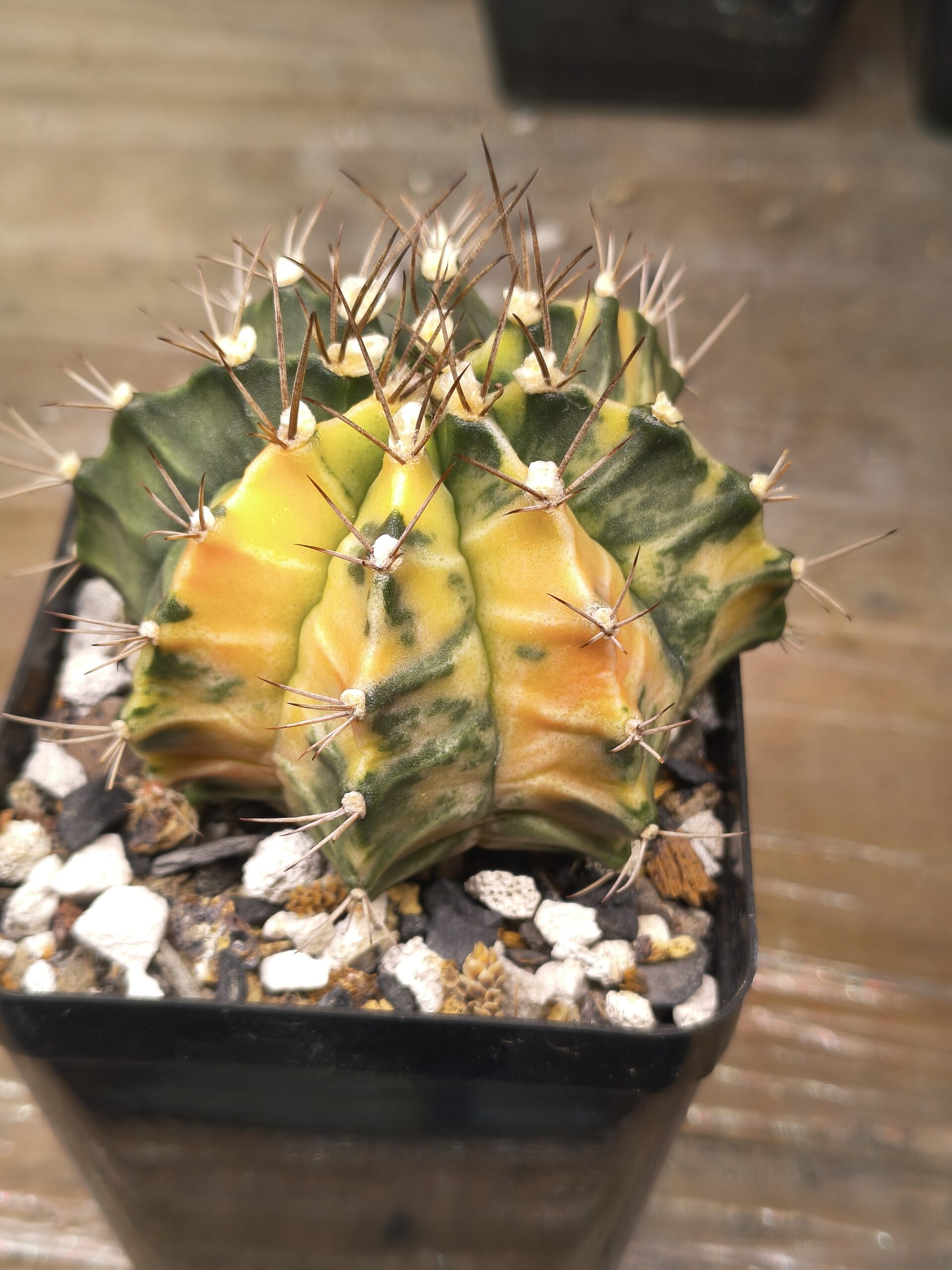 variegated Gymnocalycium mihanovichii
