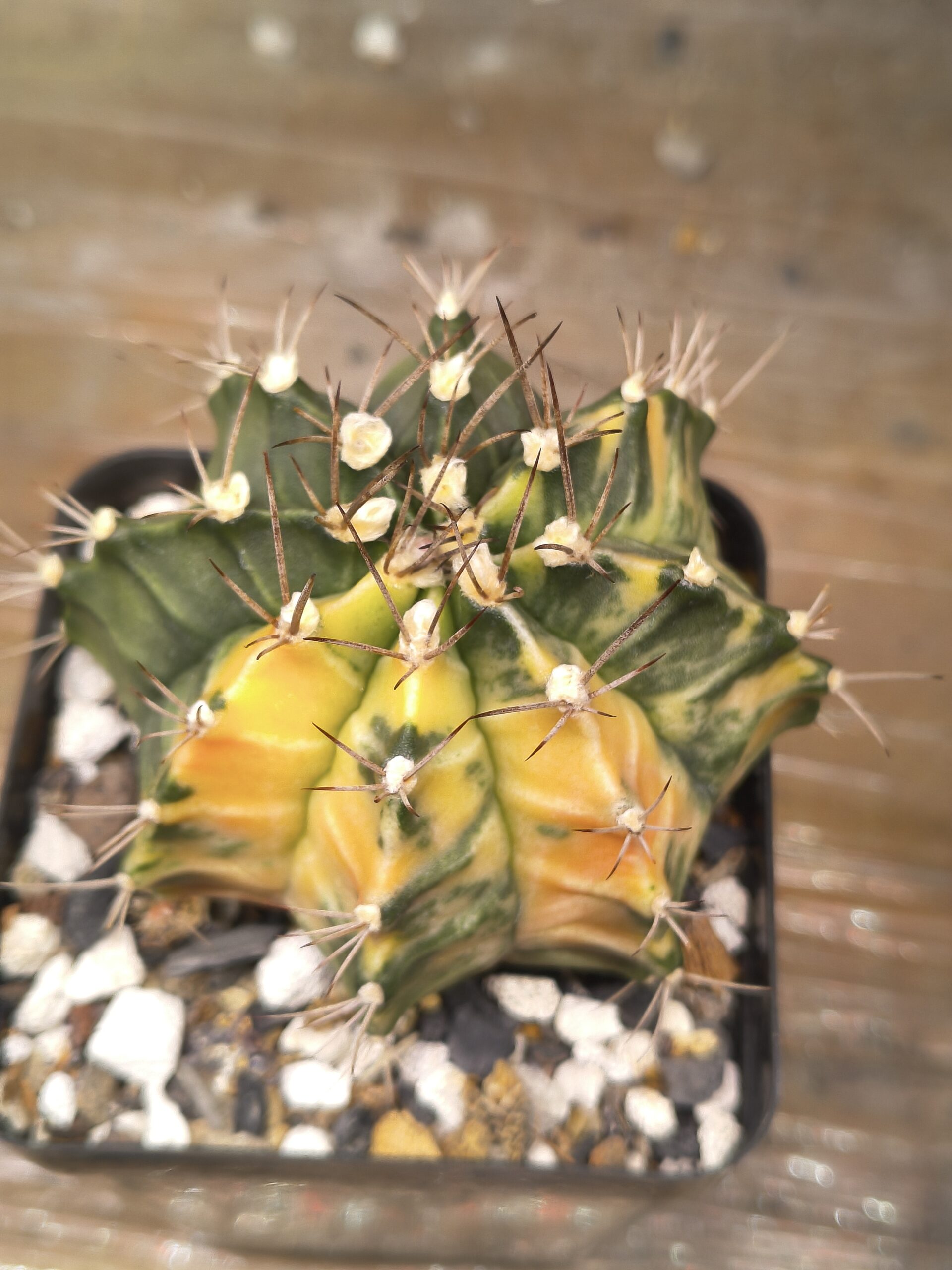 variegated Gymnocalycium mihanovichii - Image 2