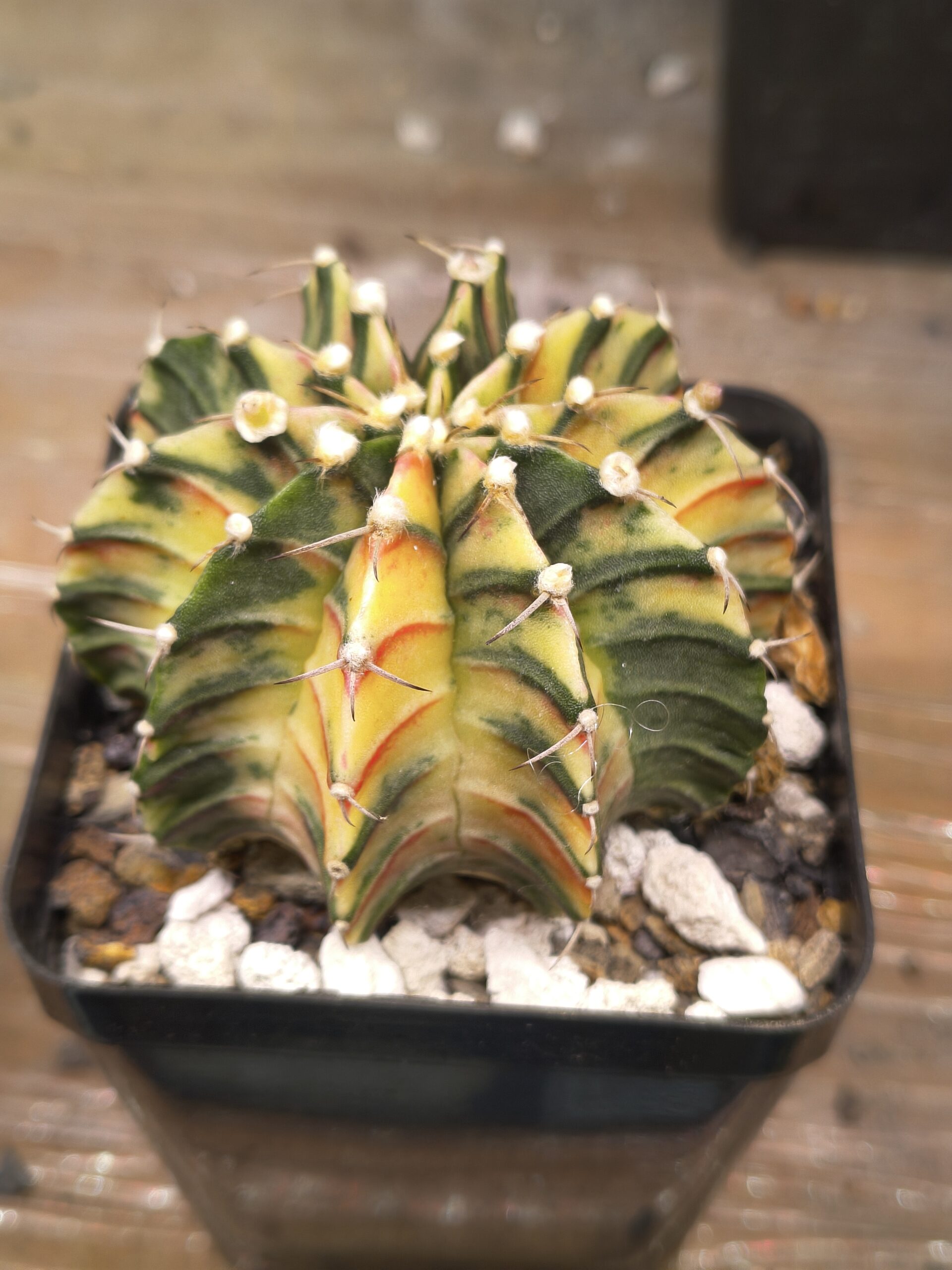 variegated Gymnocalycium Inverse - Image 2