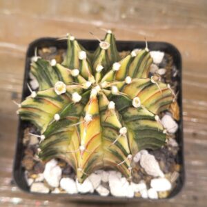 variegated Gymnocalycium Inverse