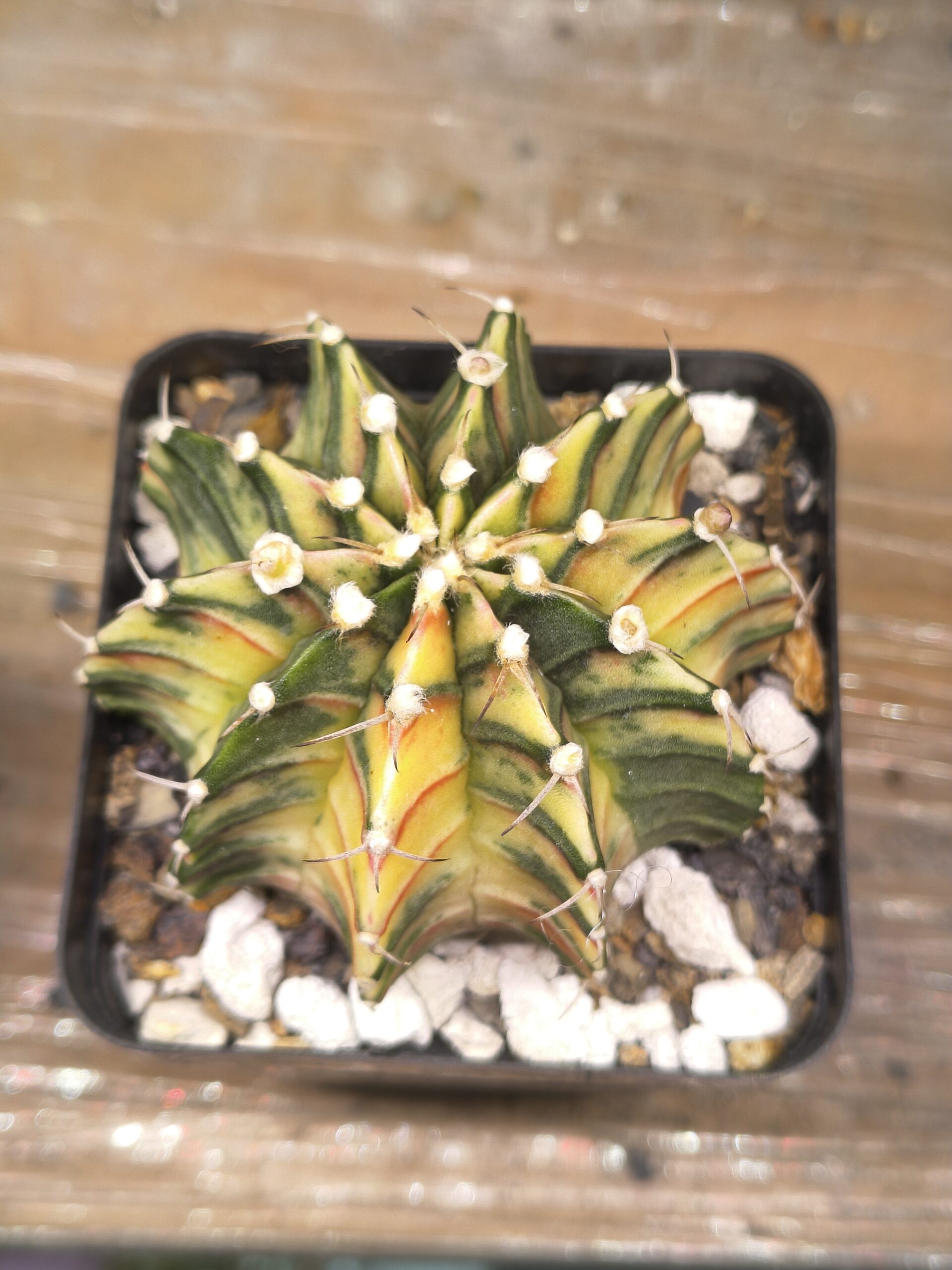 variegated Gymnocalycium Inverse