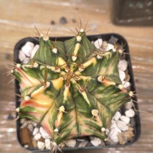 variegated Gymnocalycium