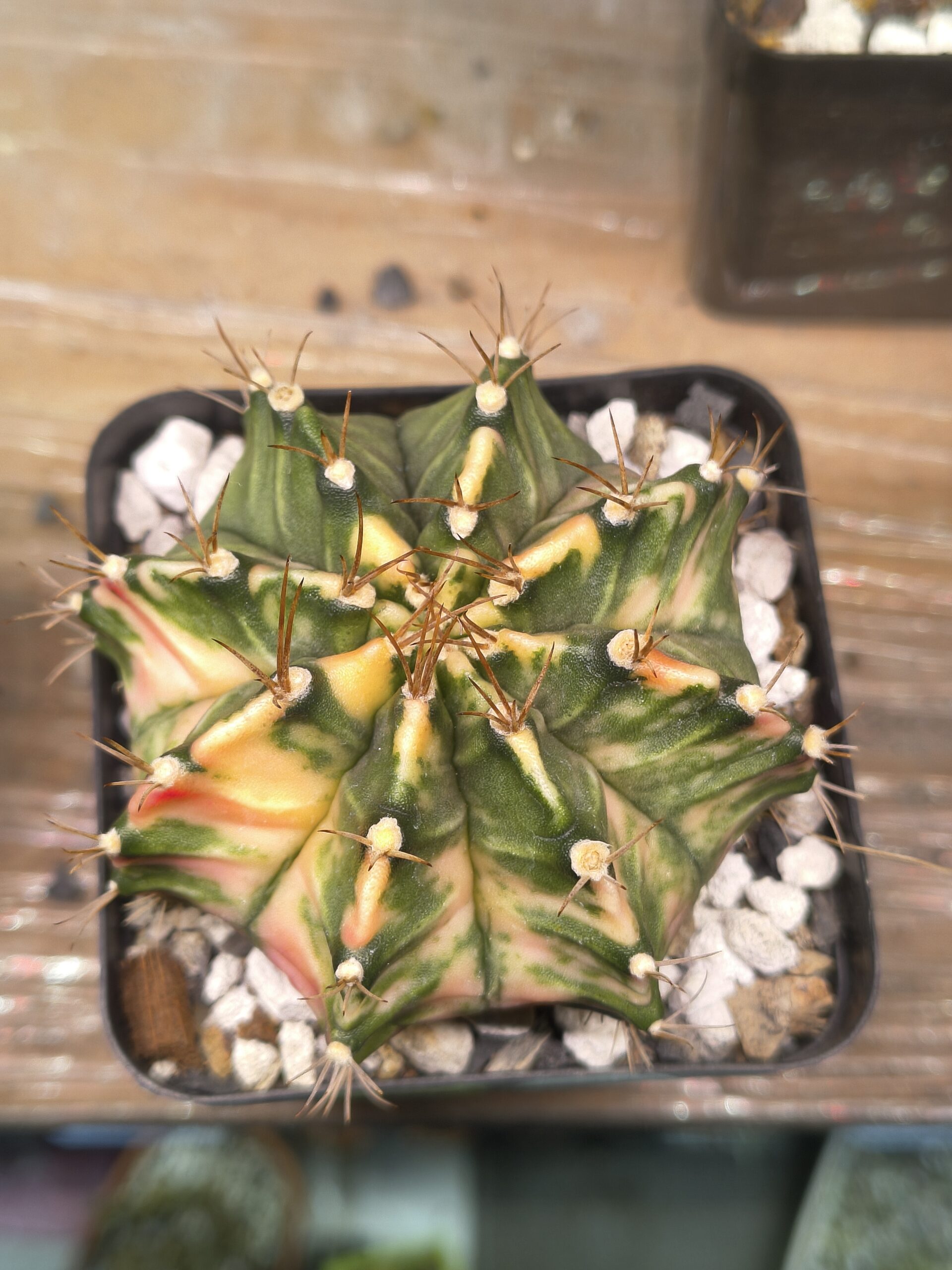 variegated Gymnocalycium
