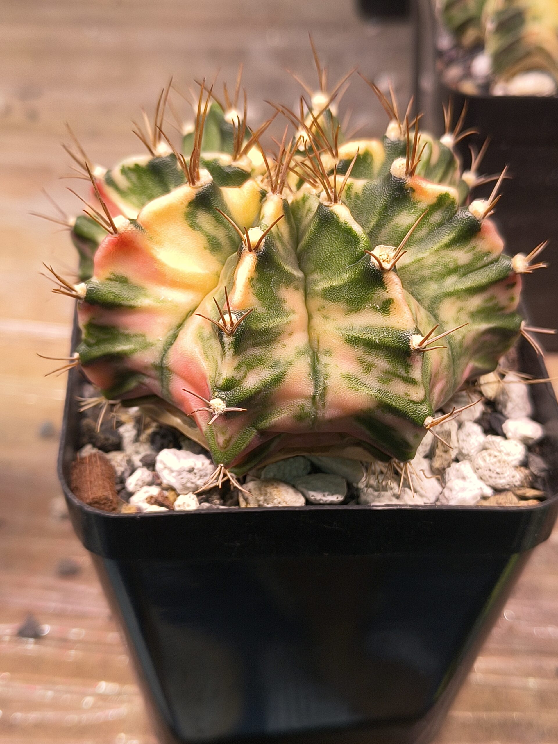 variegated Gymnocalycium - Image 2