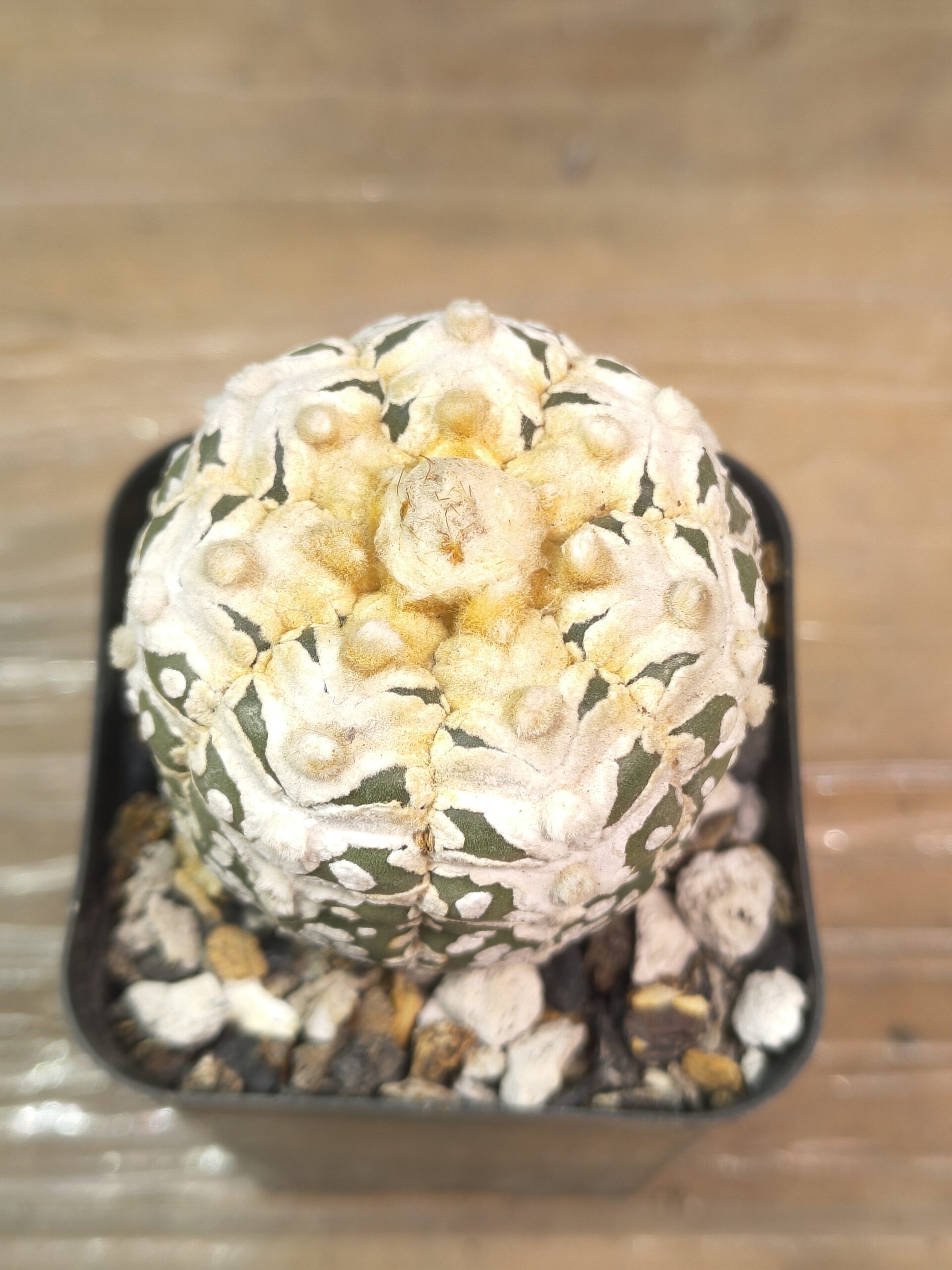 Astrophytum asterias V-Type - Image 2