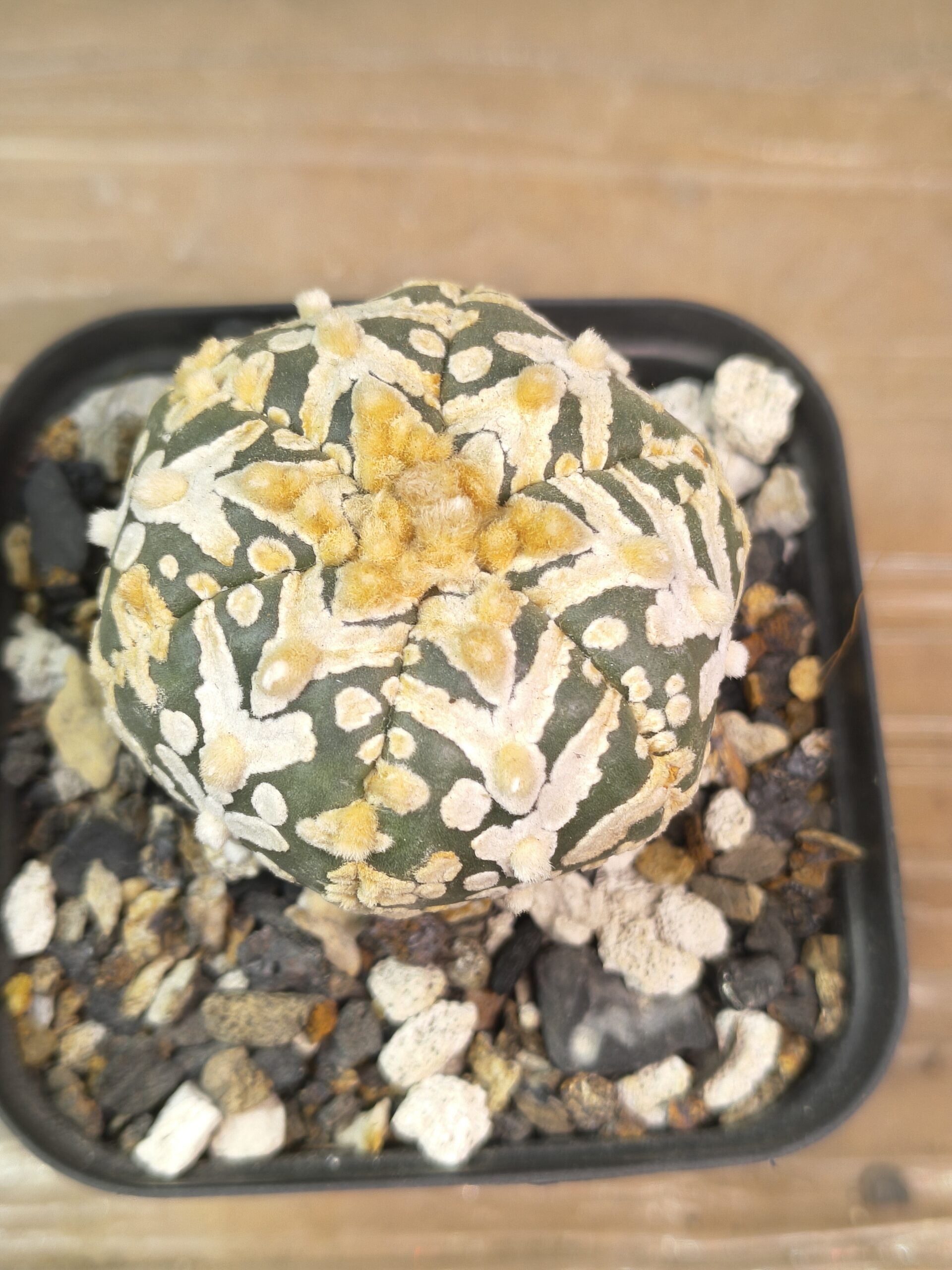 Astrophytum asterias V-Type - Image 3