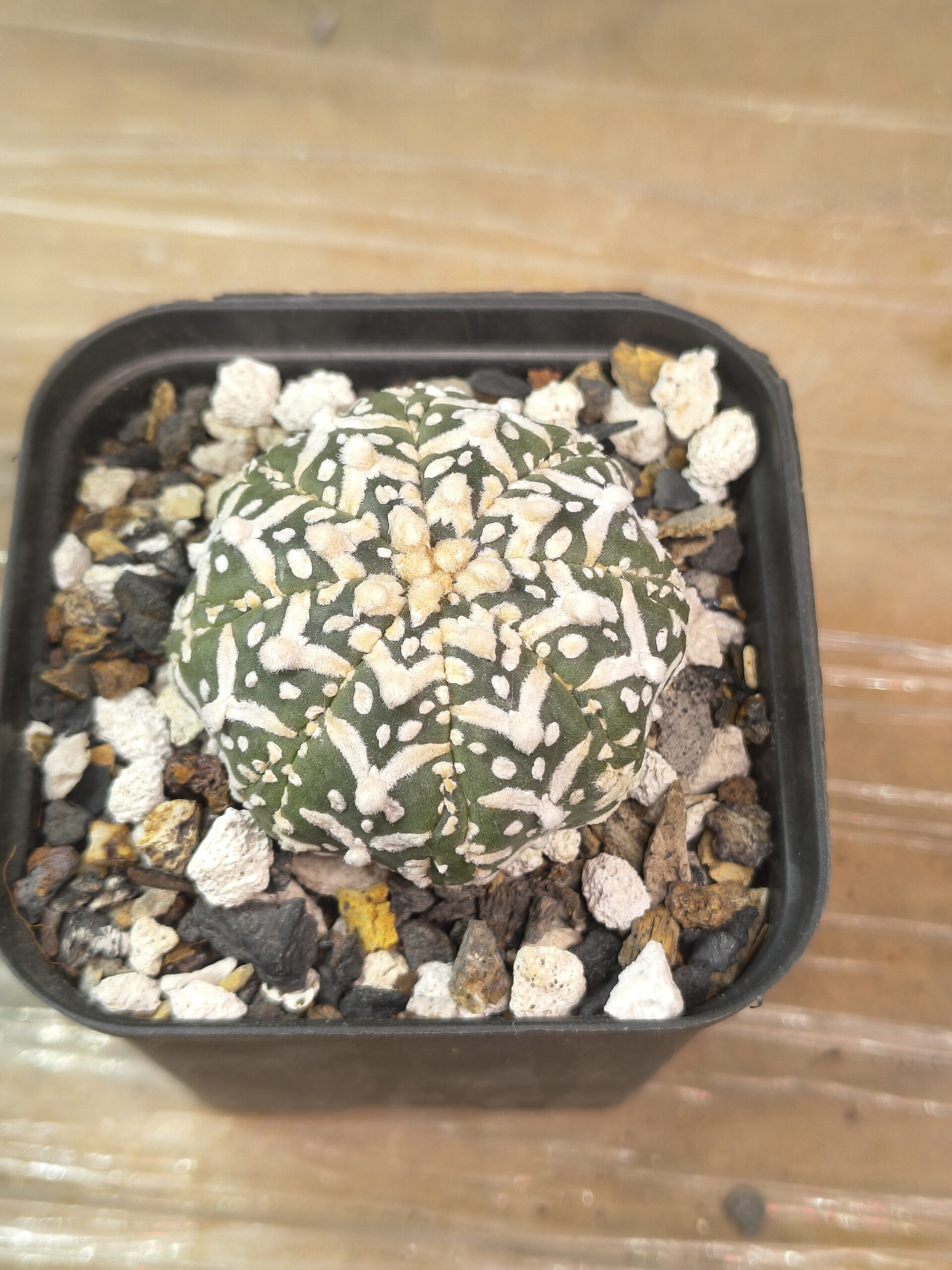 Astrophytum asterias V-Type - Image 4