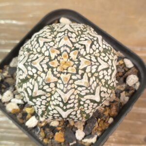 Astrophytum asterias V-Type