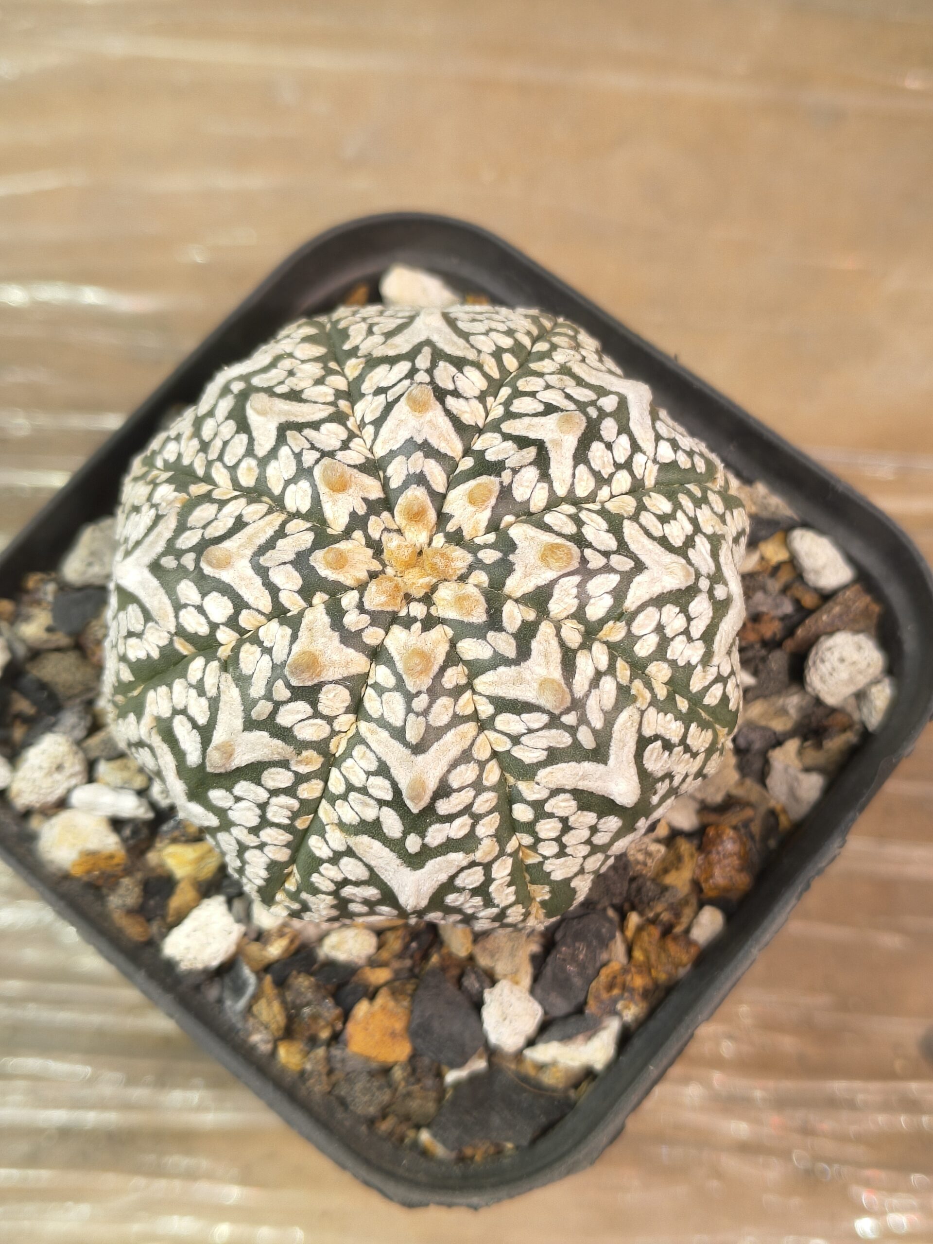 Astrophytum asterias V-Type