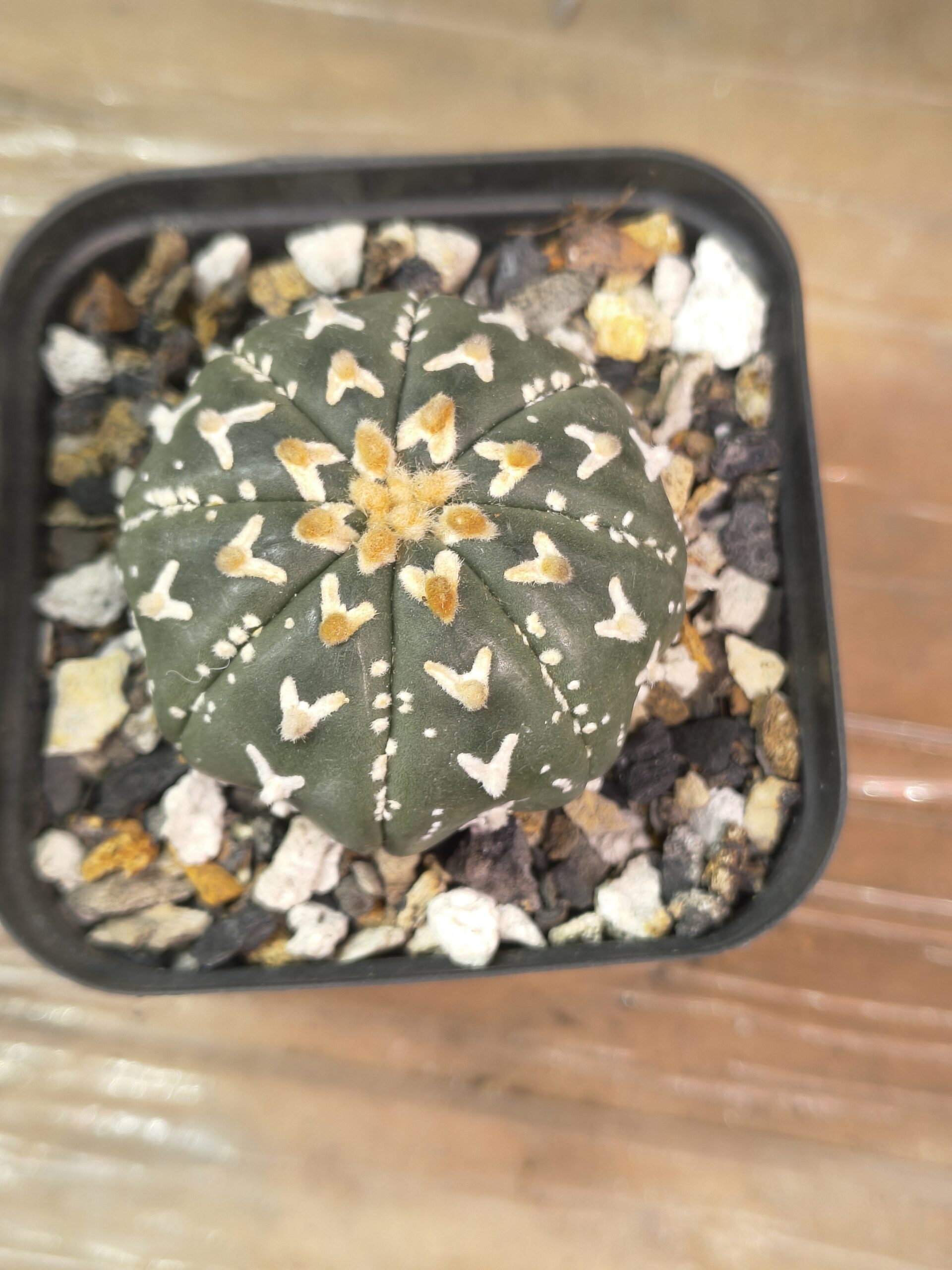 Astrophytum asterias V-Type - Image 6
