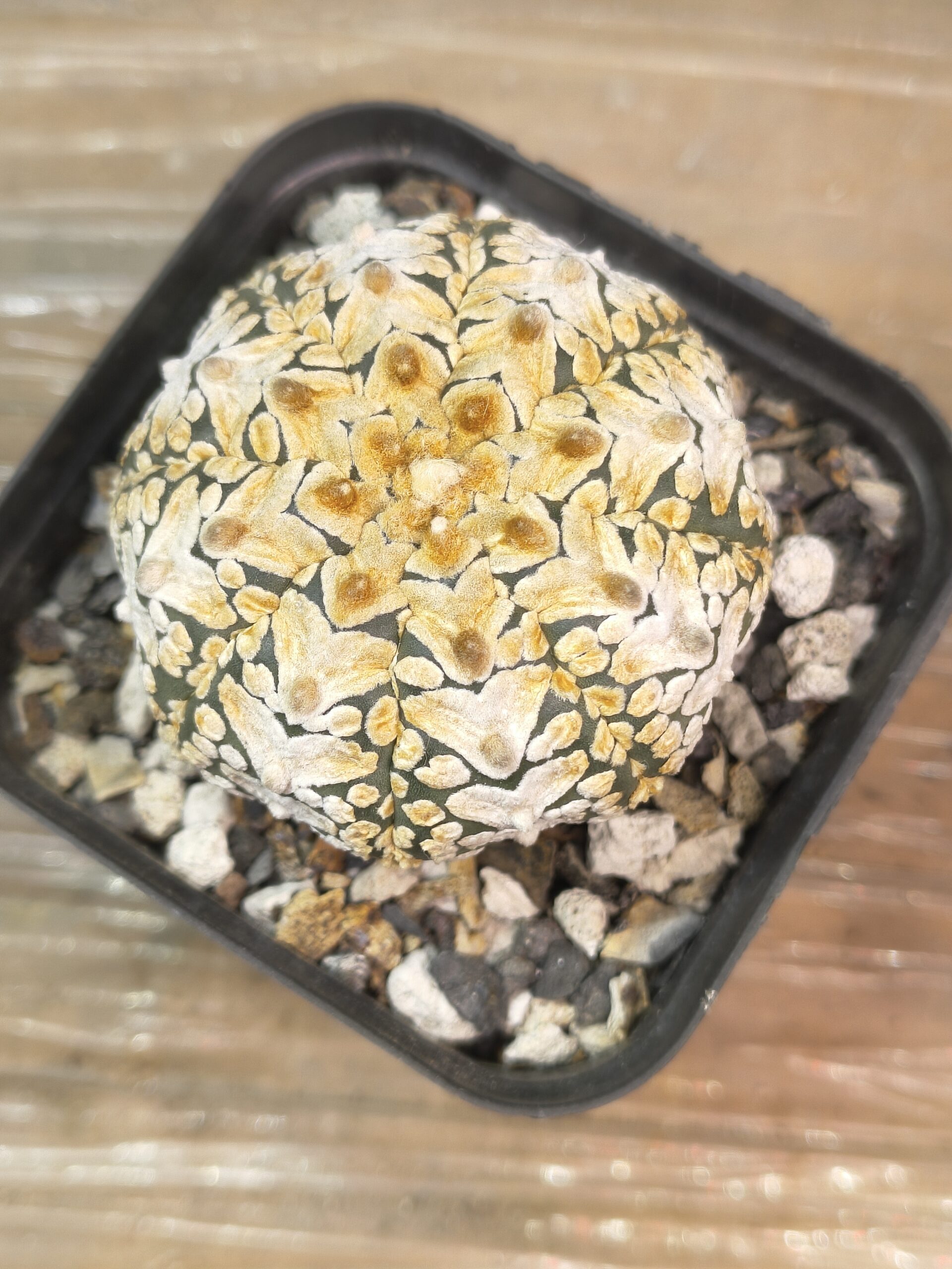 Astrophytum asterias V-Type - Image 7