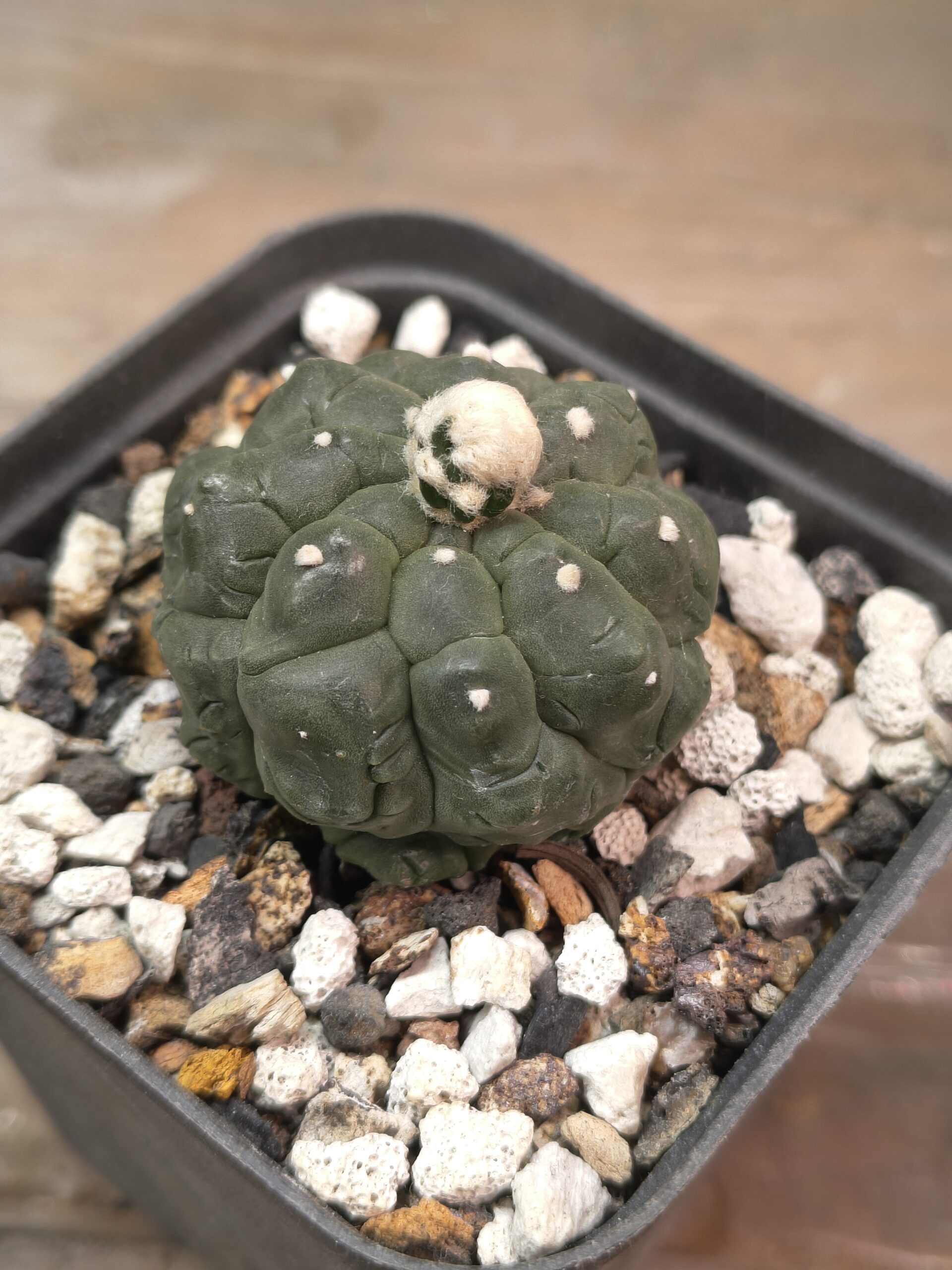 Astrophytum - Image 5