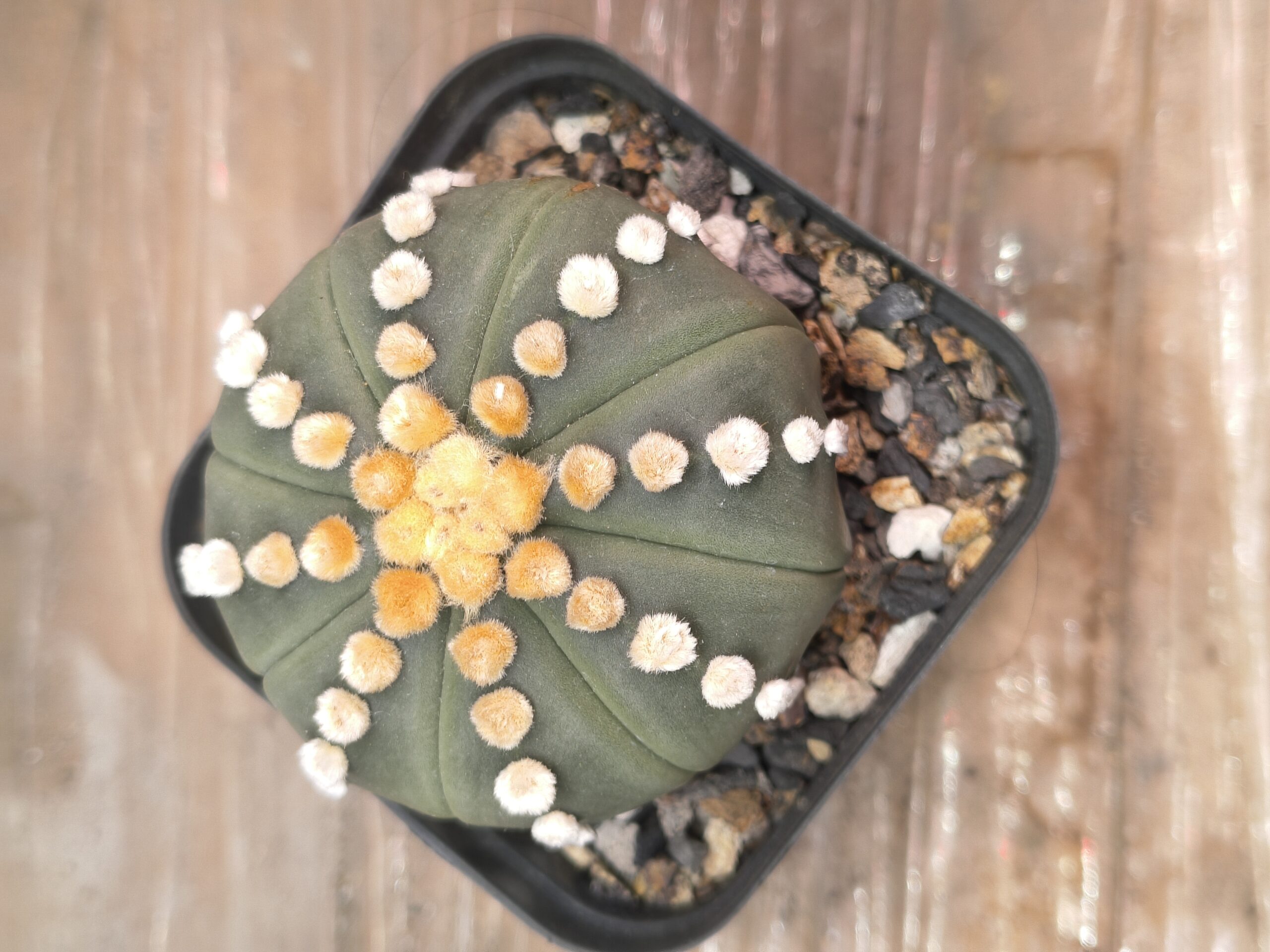 Astrophytum “Rensei” - Image 2