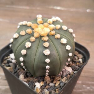 Astrophytum “Rensei”