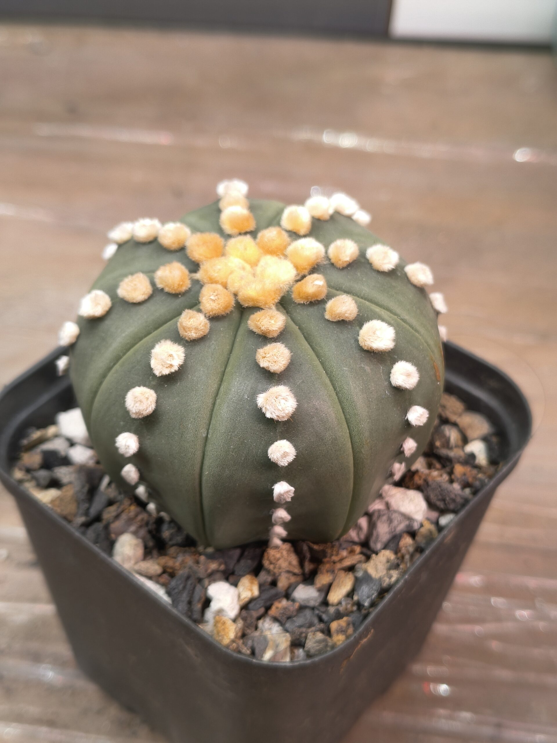 Astrophytum “Rensei”