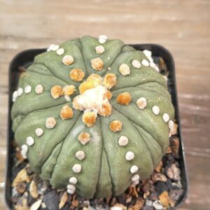Astrophytum