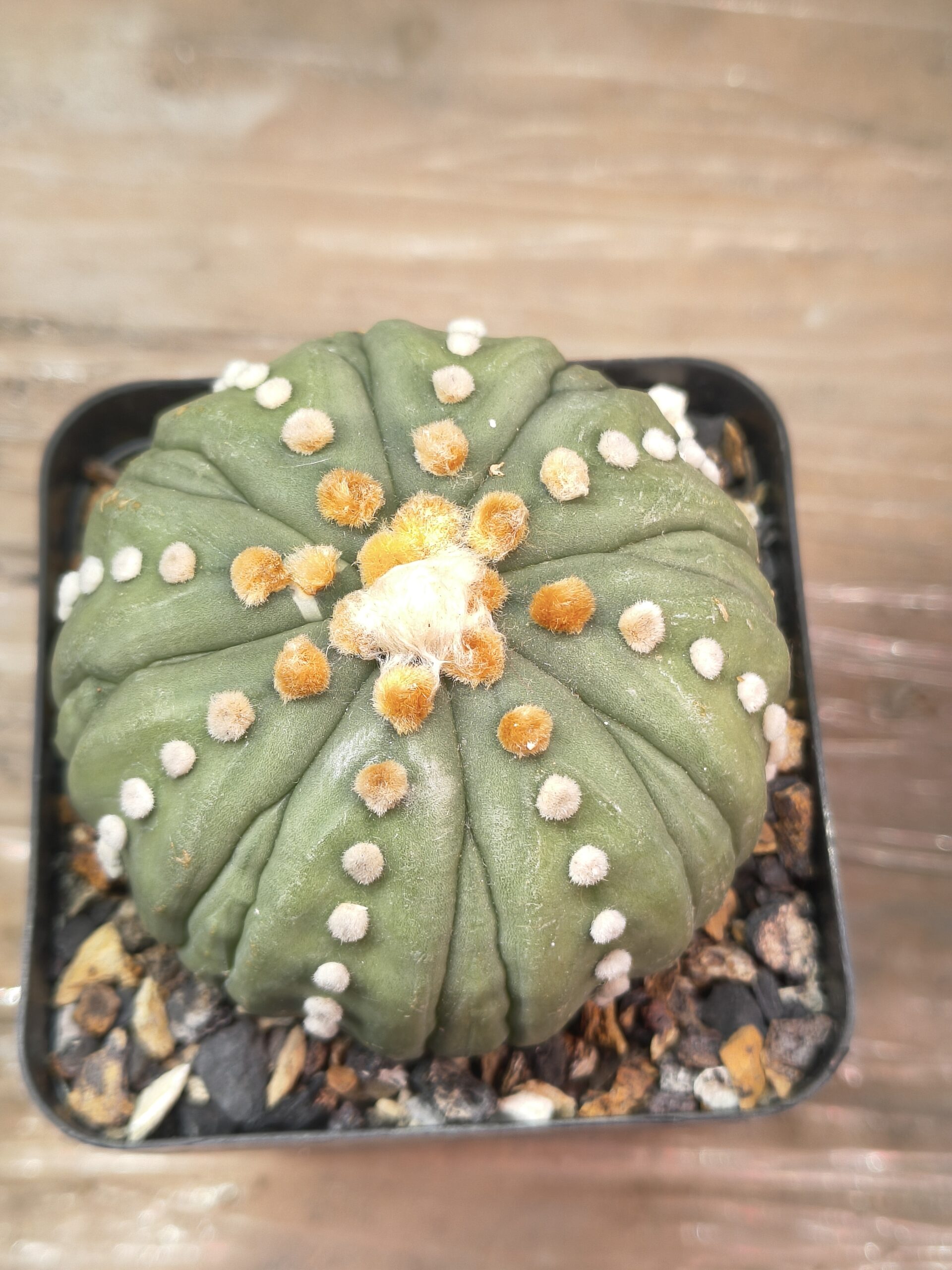 Astrophytum