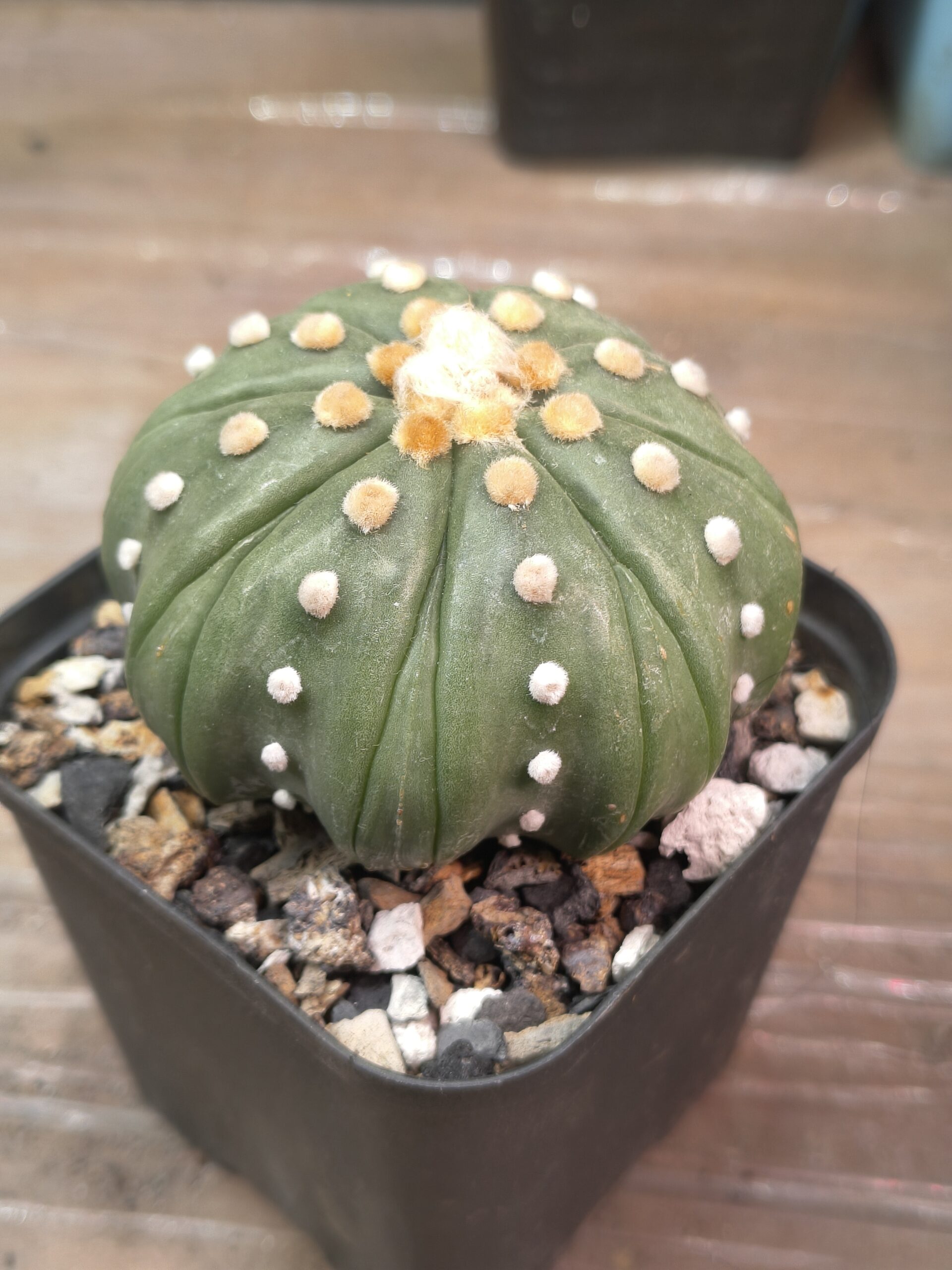 Astrophytum - Image 3