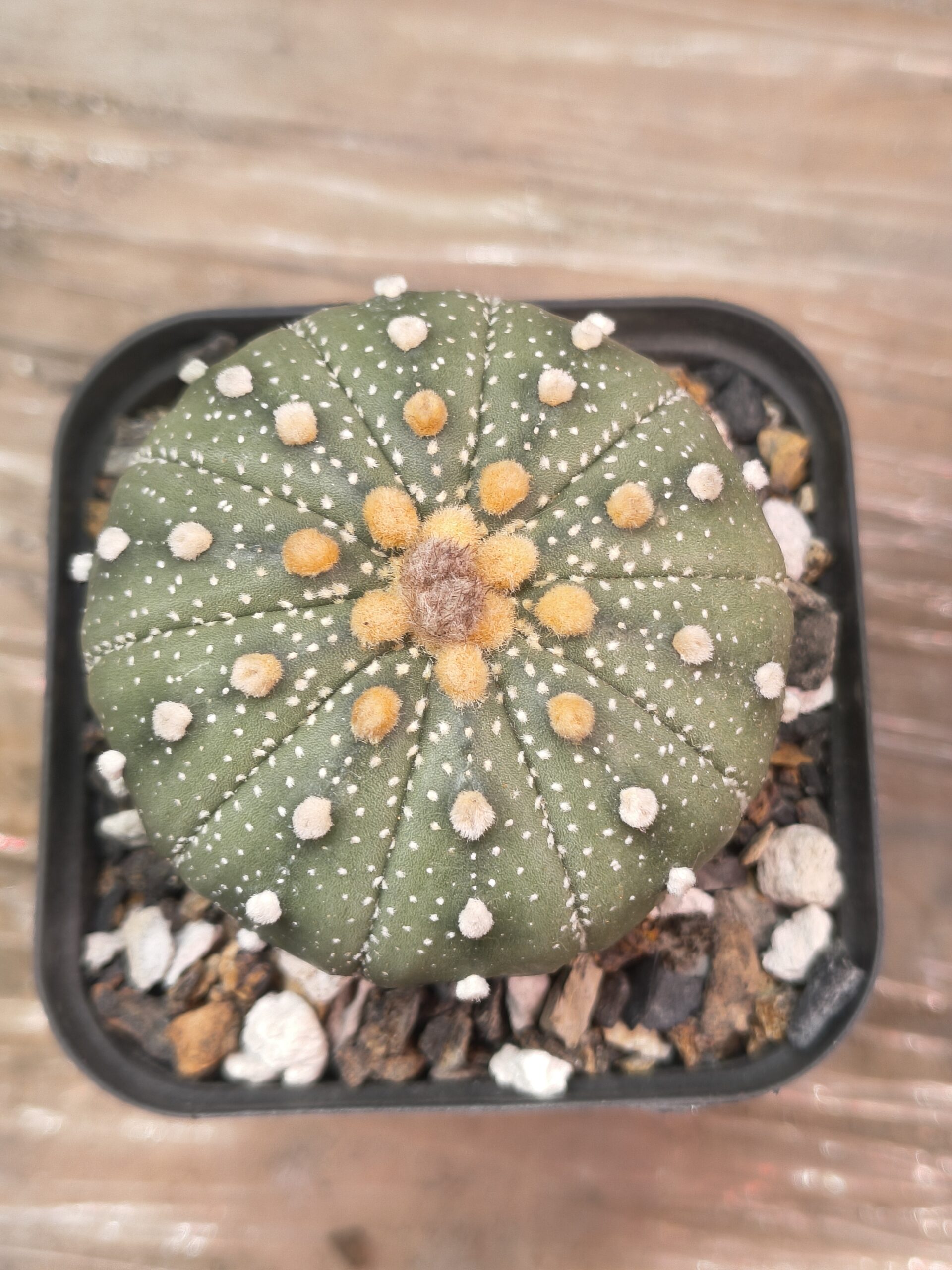 Astrophytum - Image 4