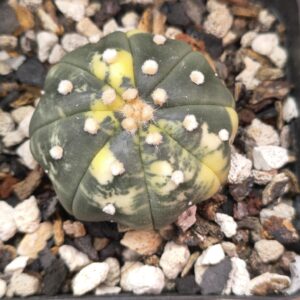 Variegated Astrophytum