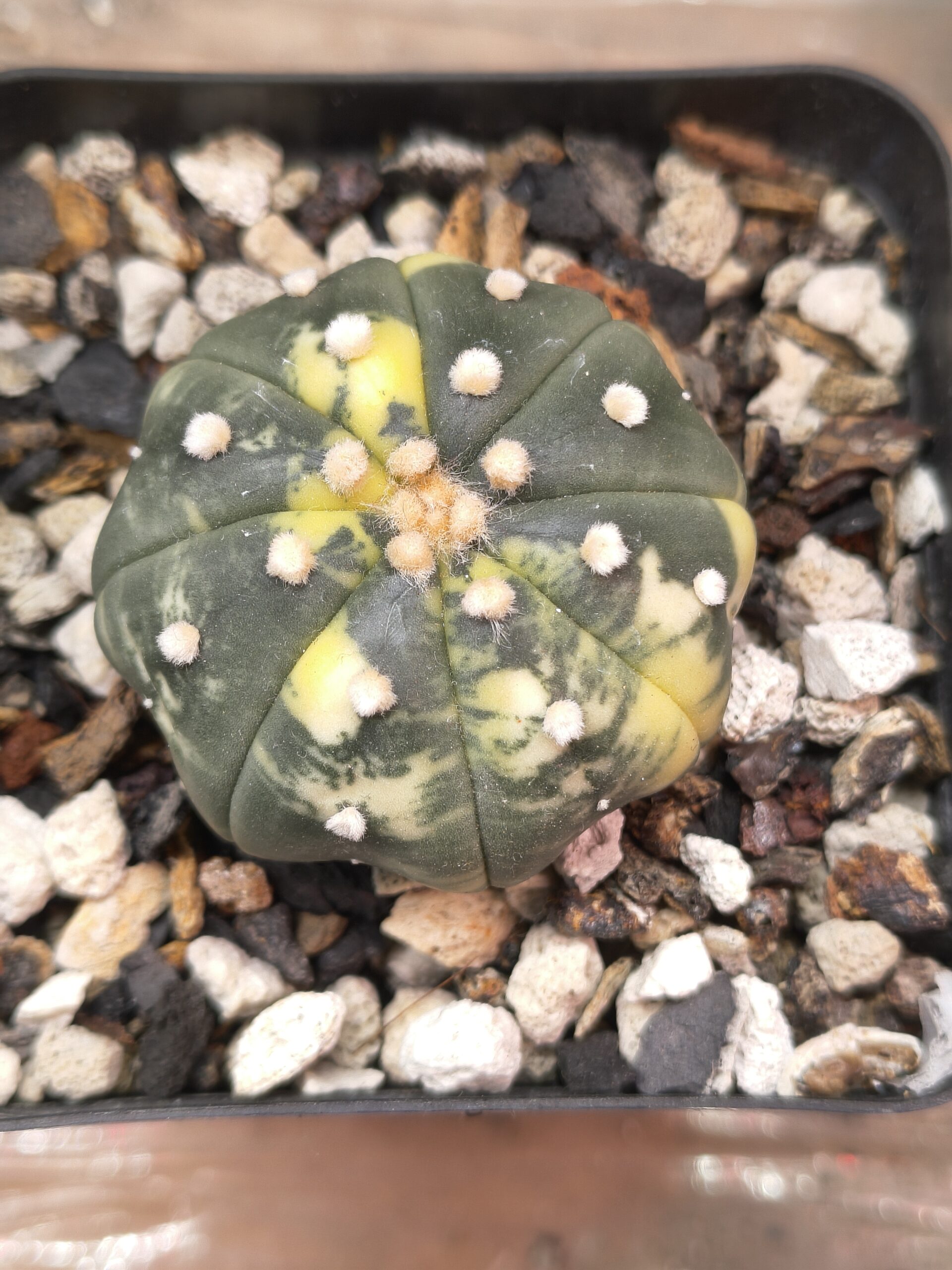 Variegated Astrophytum