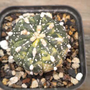 Variegated Astrophytum Miracle