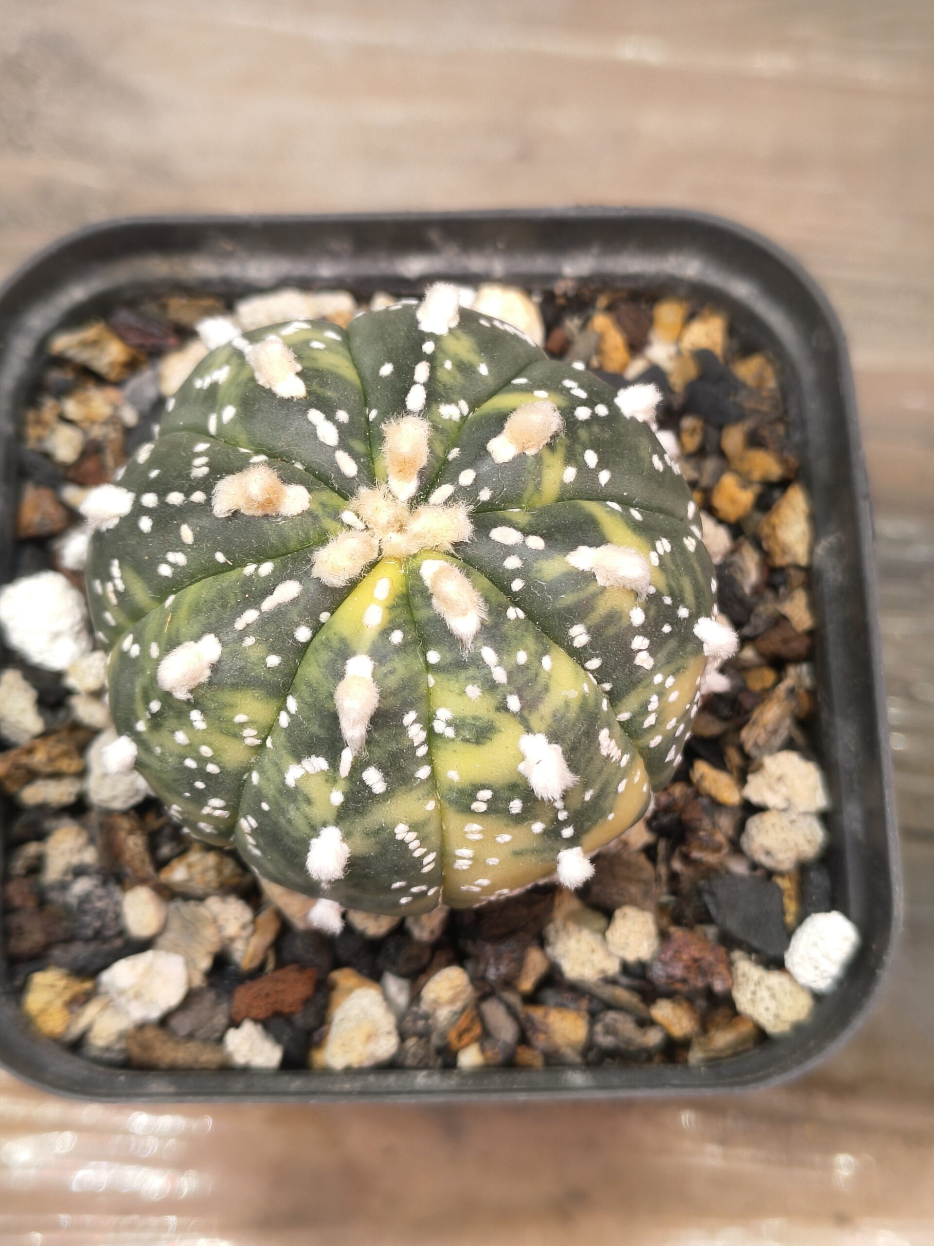 Variegated Astrophytum Miracle