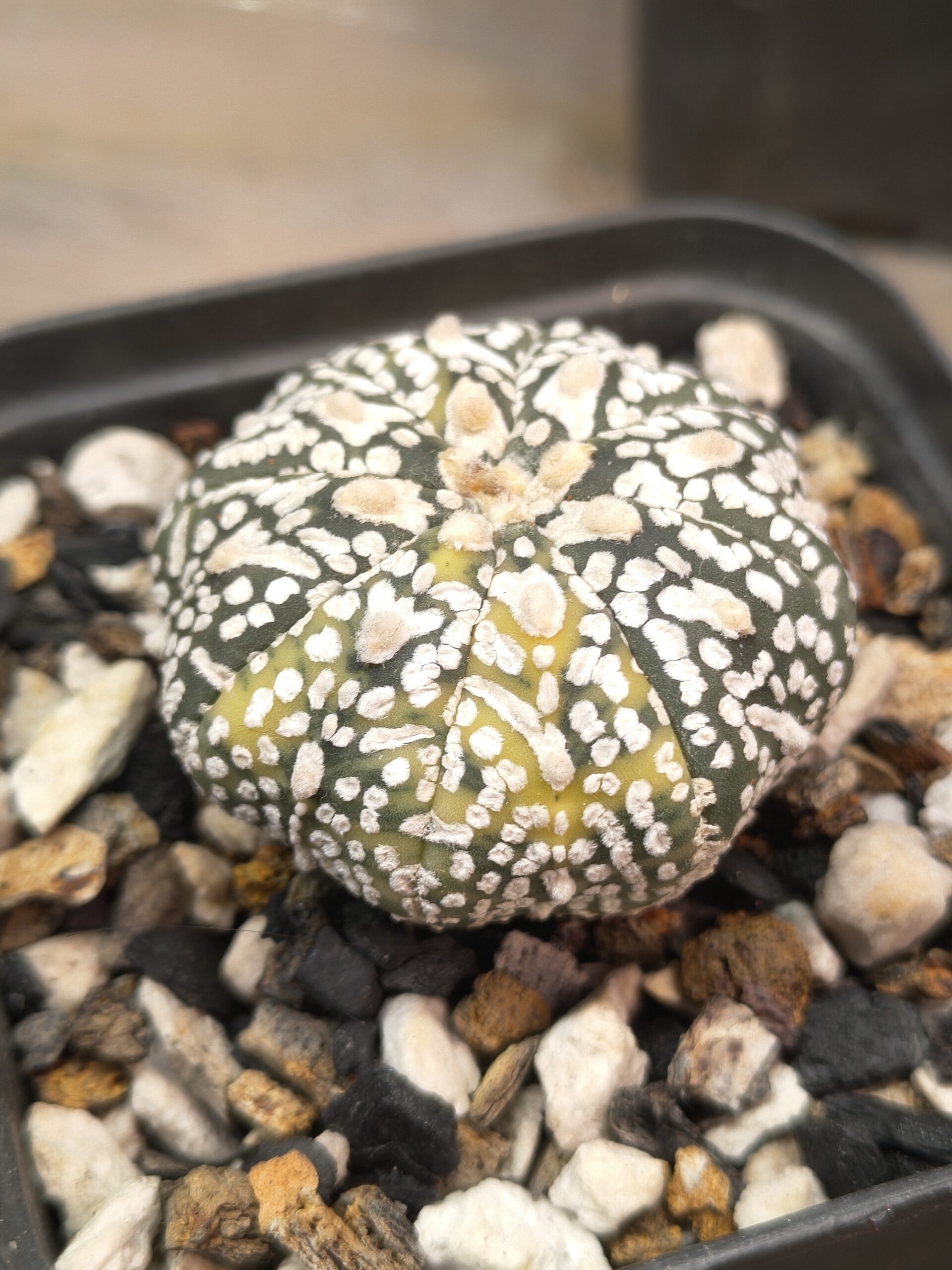 Variegated Astrophytum 'V-Type' - Image 2