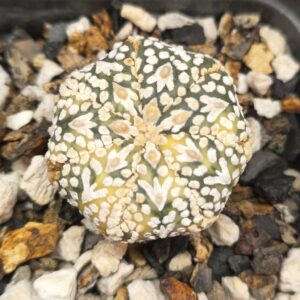 Variegated Astrophytum 'V-Type'