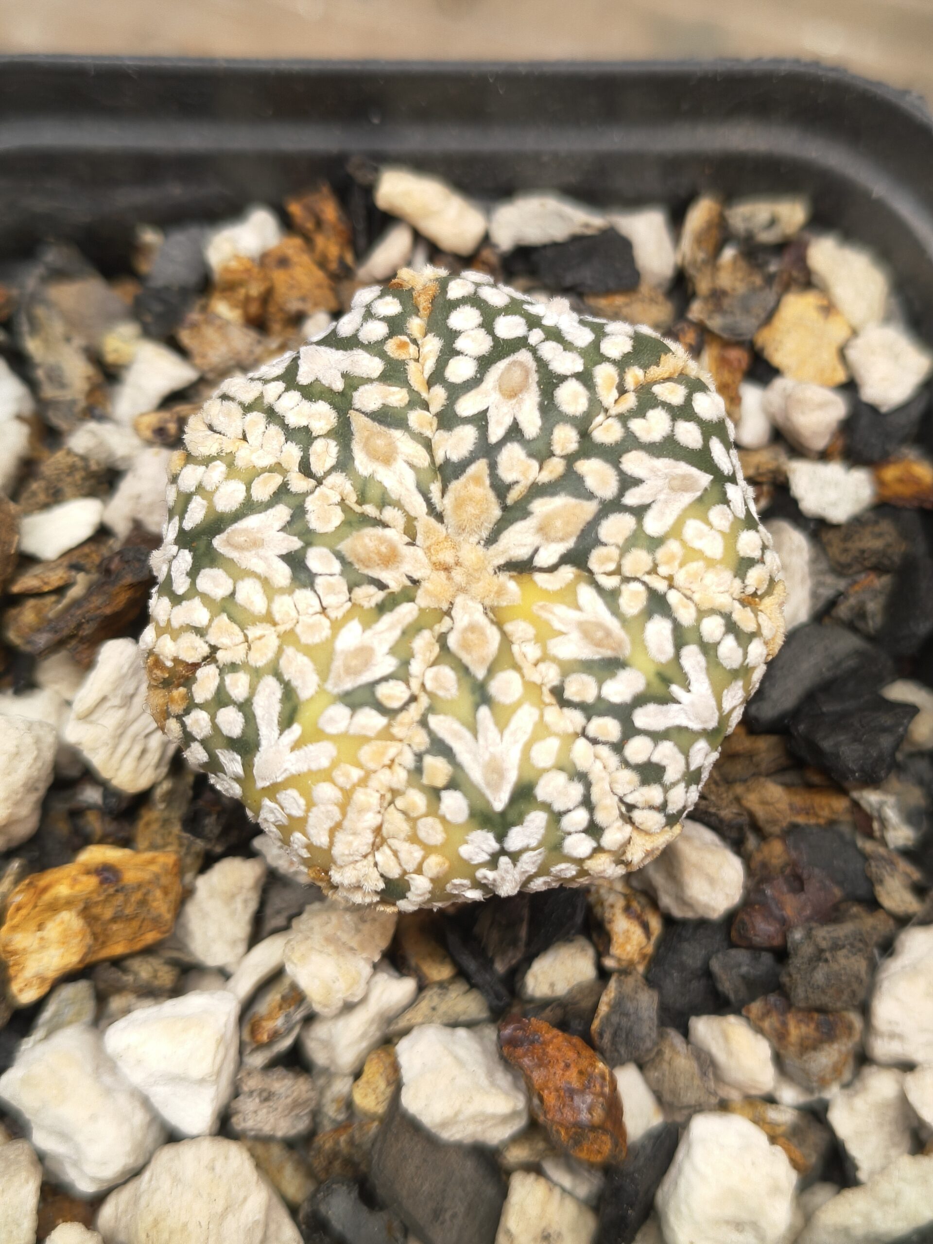 Variegated Astrophytum 'V-Type'