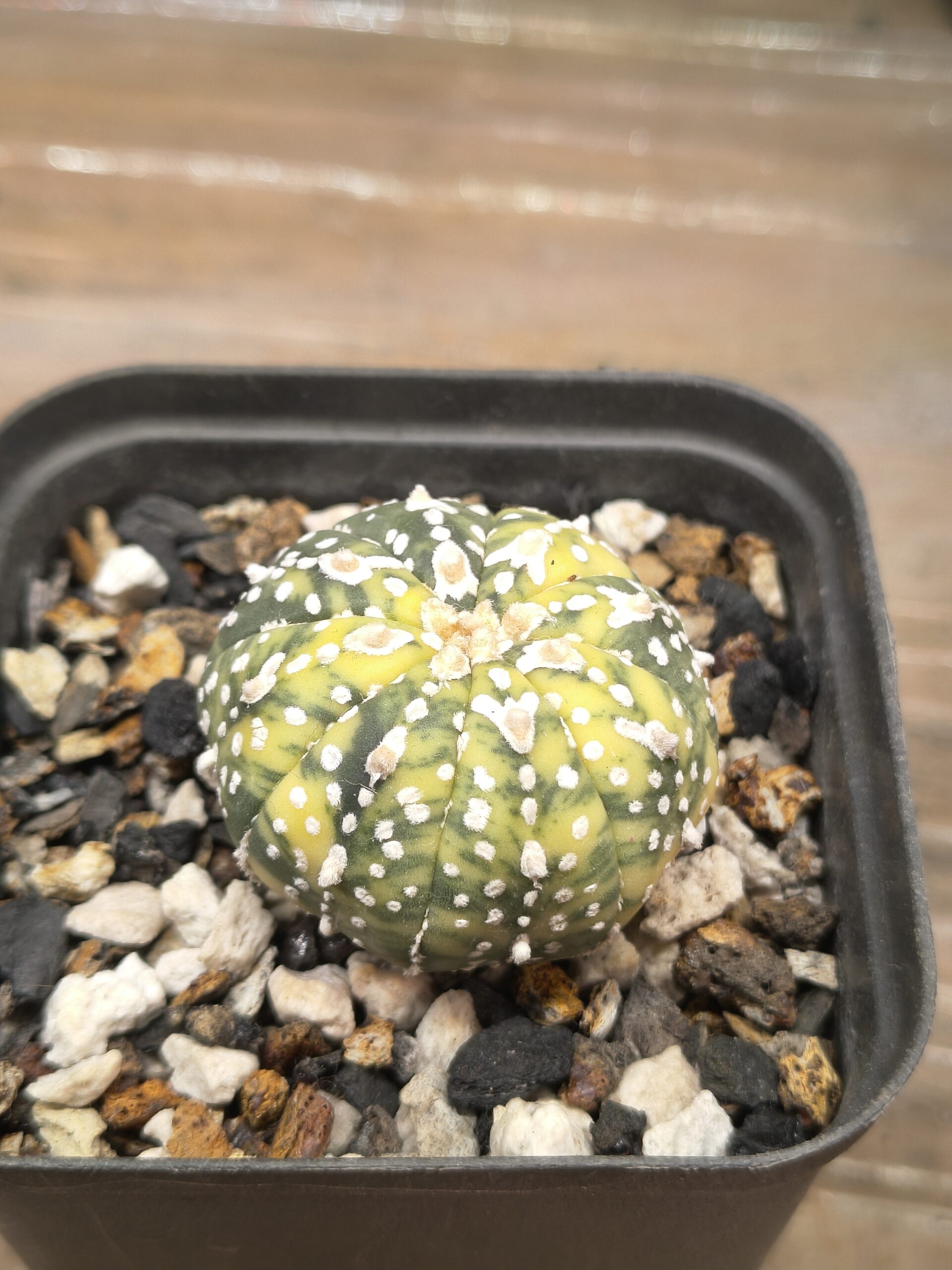 Variegated Astrophytum 'V-Type' - Image 3