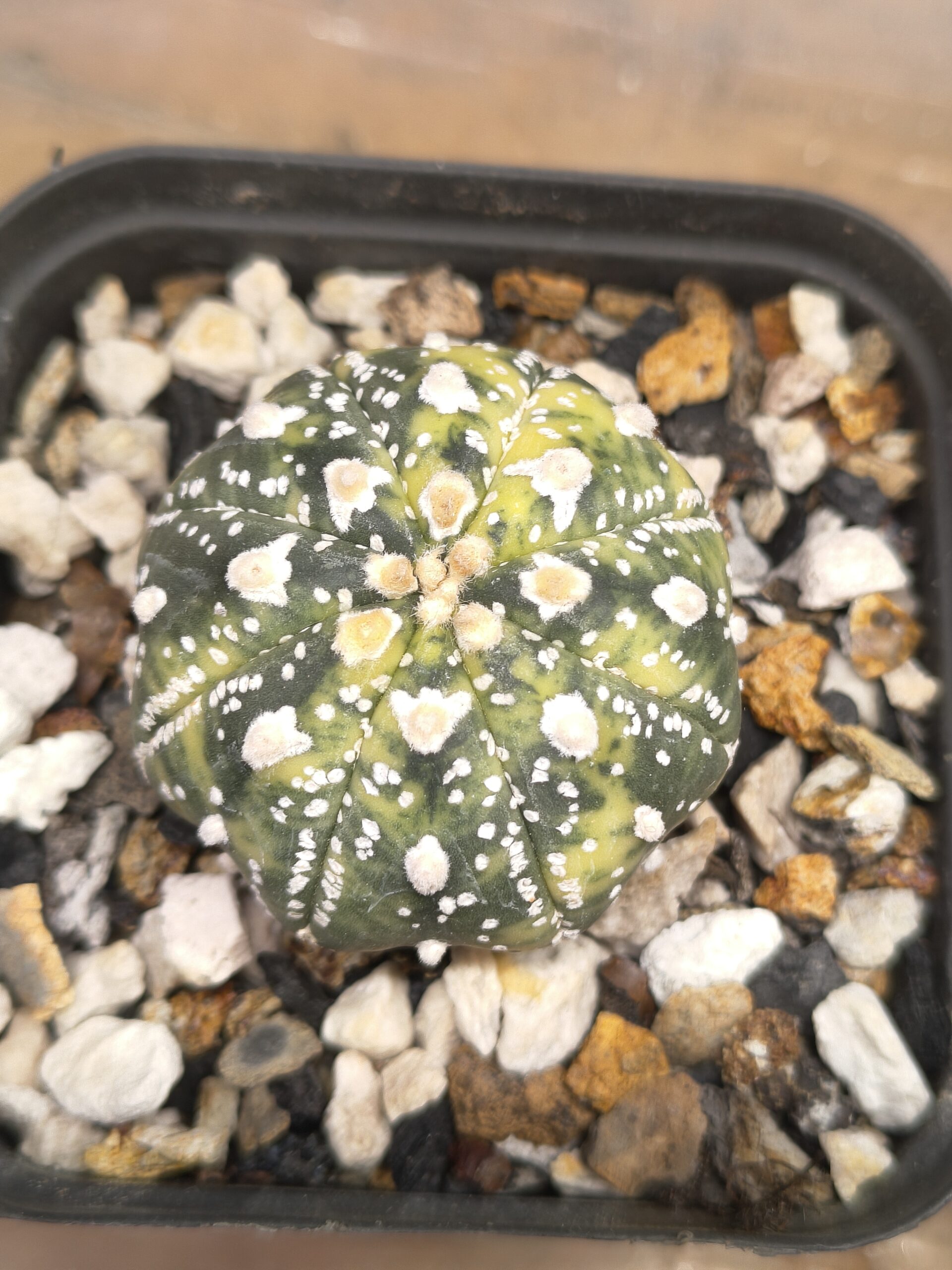 Variegated Astrophytum 'V-Type' - Image 5