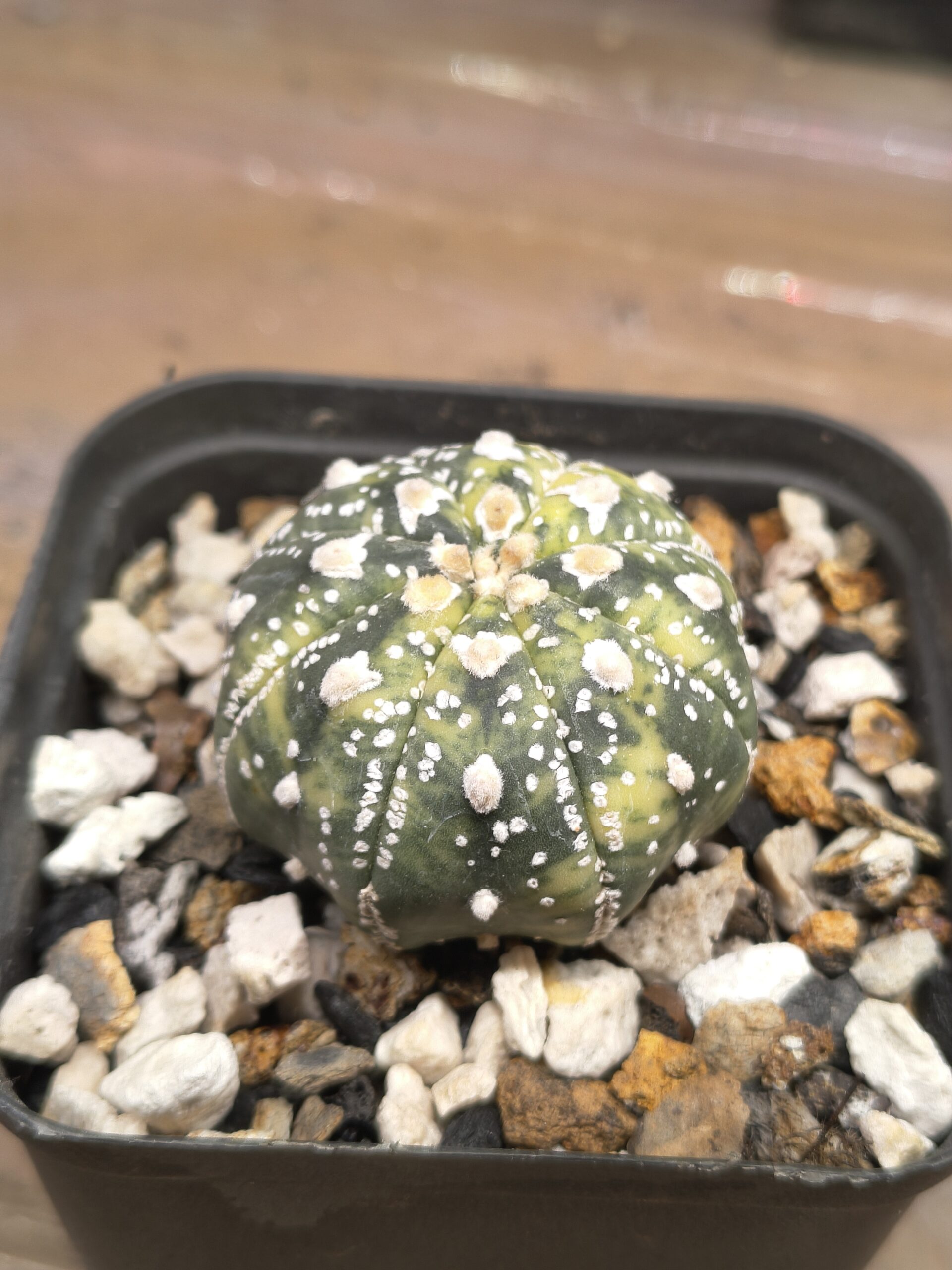 Variegated Astrophytum 'V-Type' - Image 4