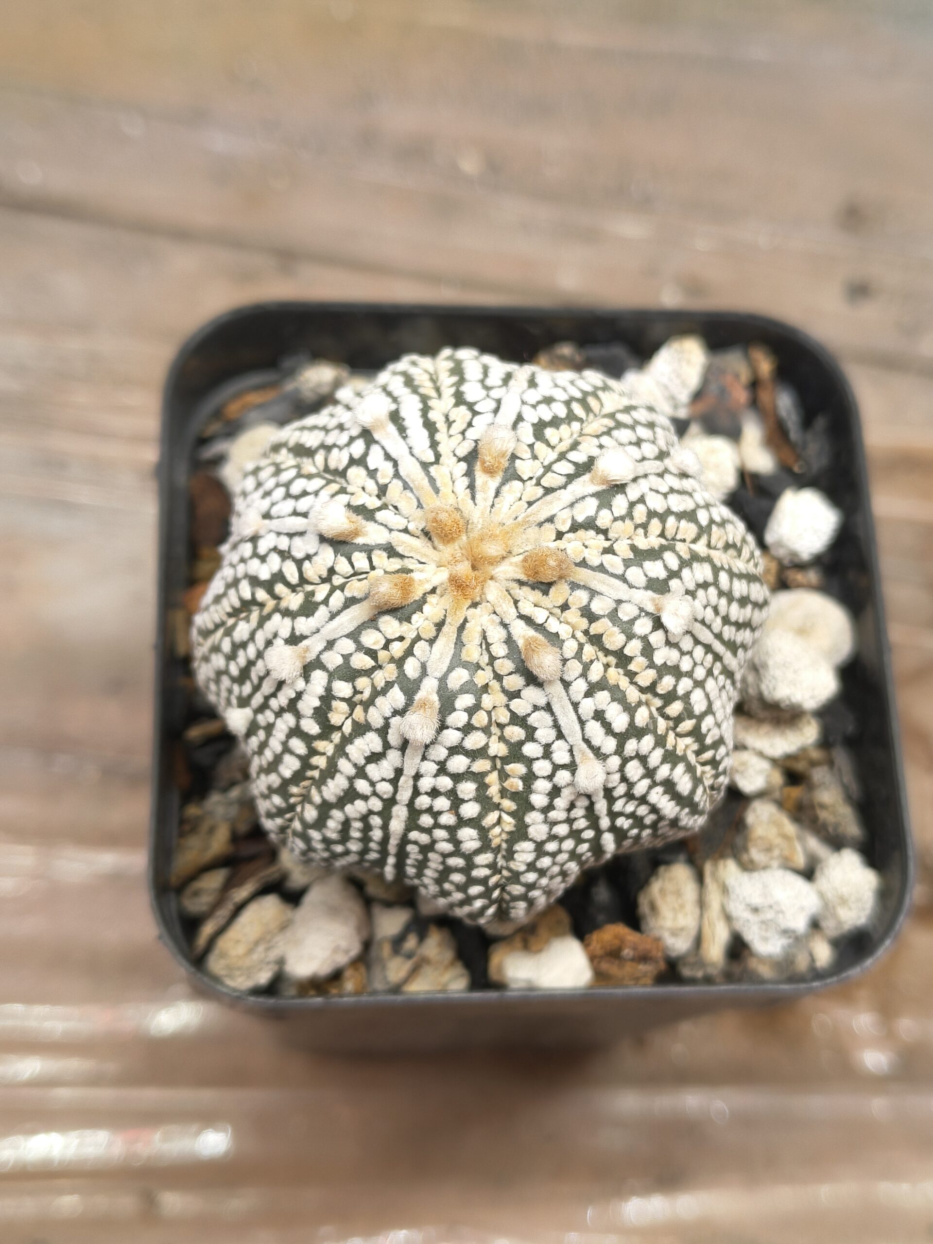 Astrophytum - Image 2
