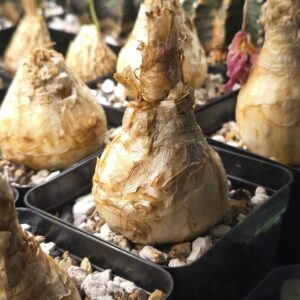 Gethyllis namaquensis