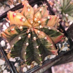 variegated Gymnocalycium DD Sepia