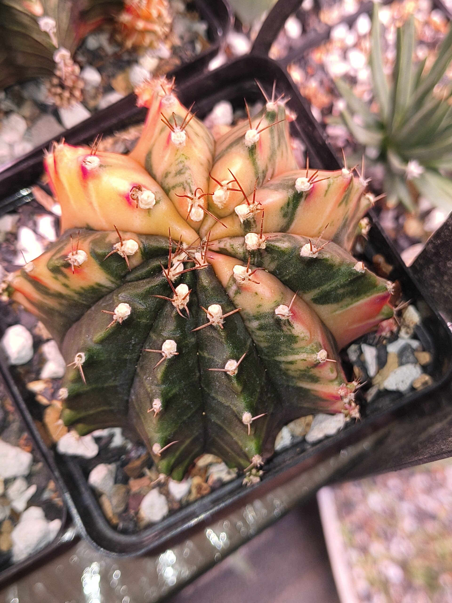 variegated Gymnocalycium DD Sepia