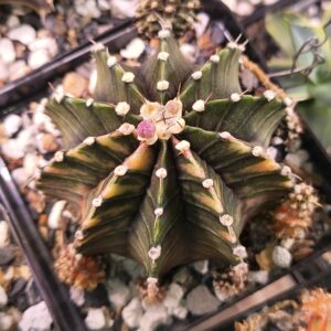 variegated Gymnocalycium