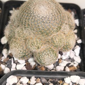 Mammillaria lenta (Seed Grown)