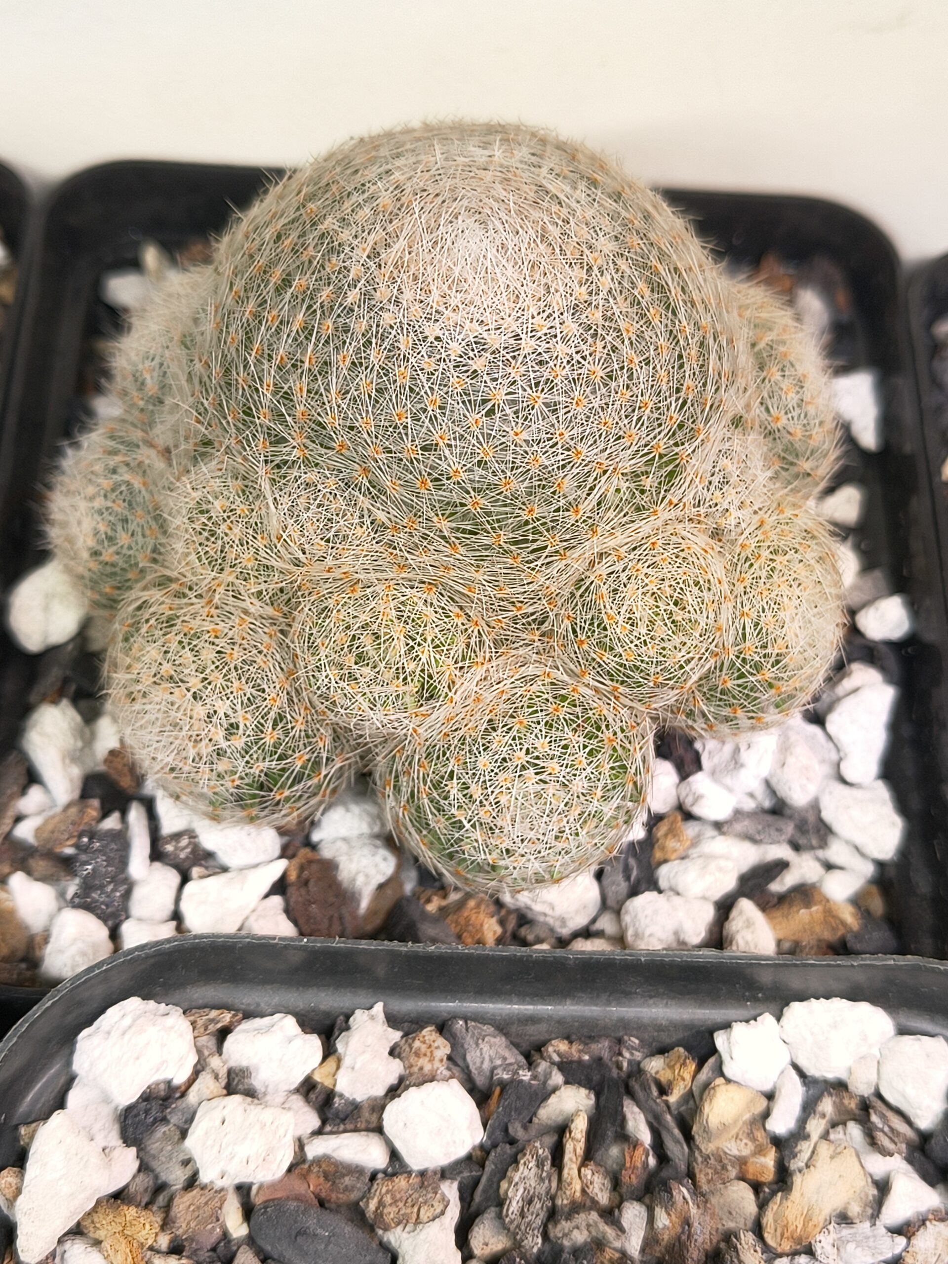Mammillaria lenta (Seed Grown)