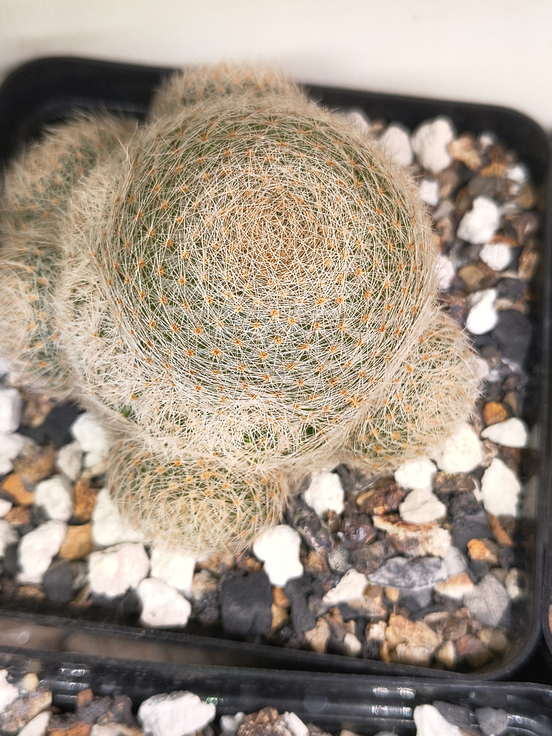 Mammillaria lenta (Seed Grown) - Image 2