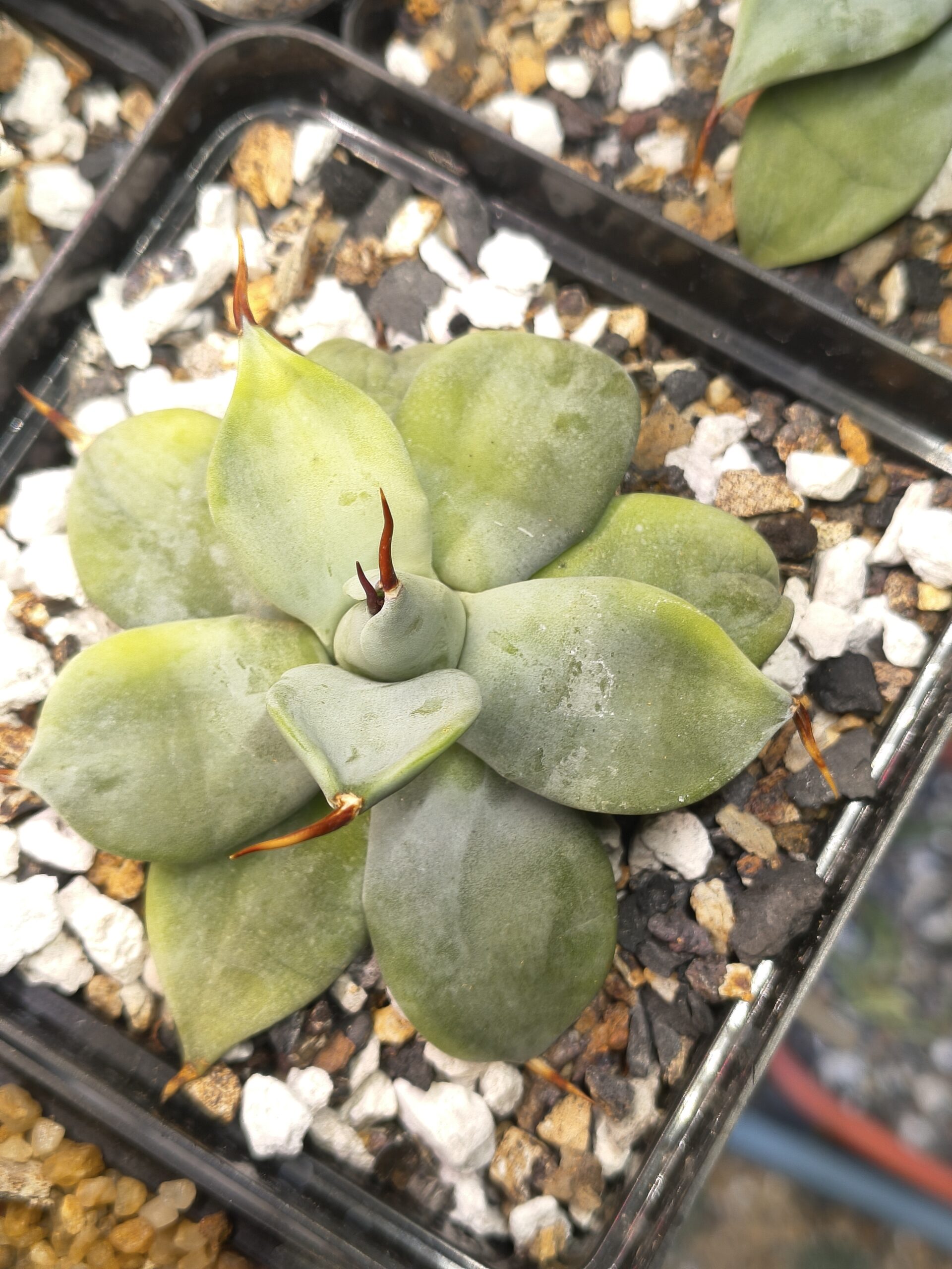 Agave isthmensis 'Ippongi' - Image 2