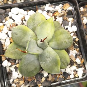 Agave isthmensis 'Ippongi'