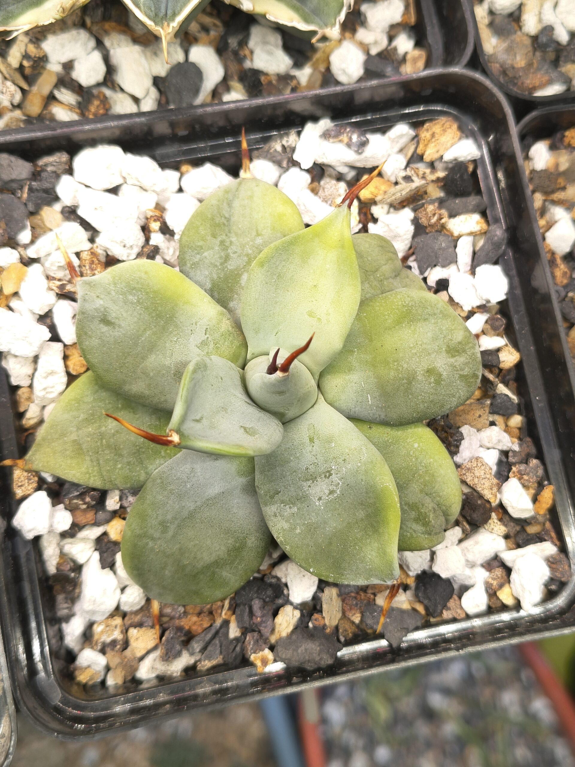 Agave isthmensis 'Ippongi'