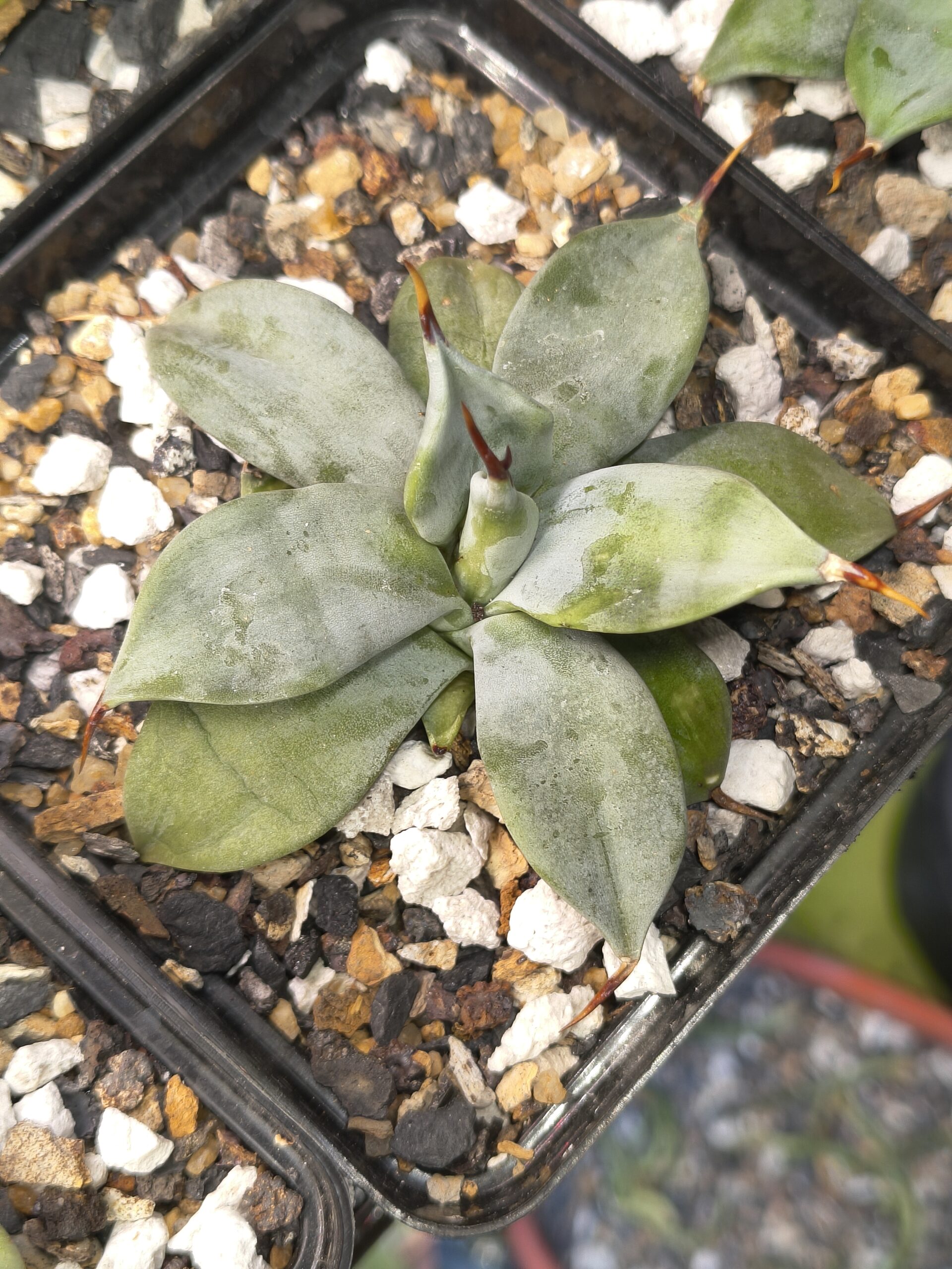 Agave isthmensis 'Ippongi' - Image 3