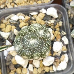 Blossfeldia liliputana cluster